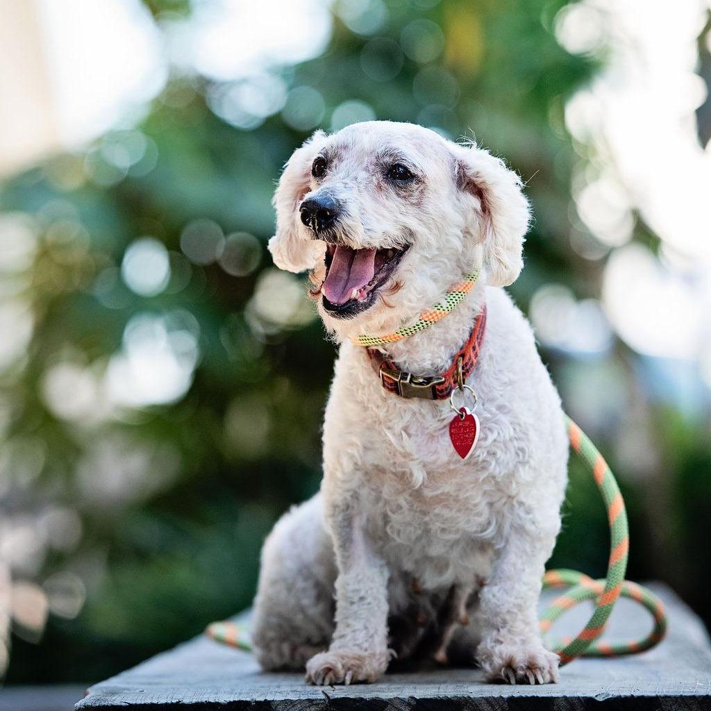 Enlarge Judith, a Adoptable mixed breed in Los Angeles, CA image 3/5
