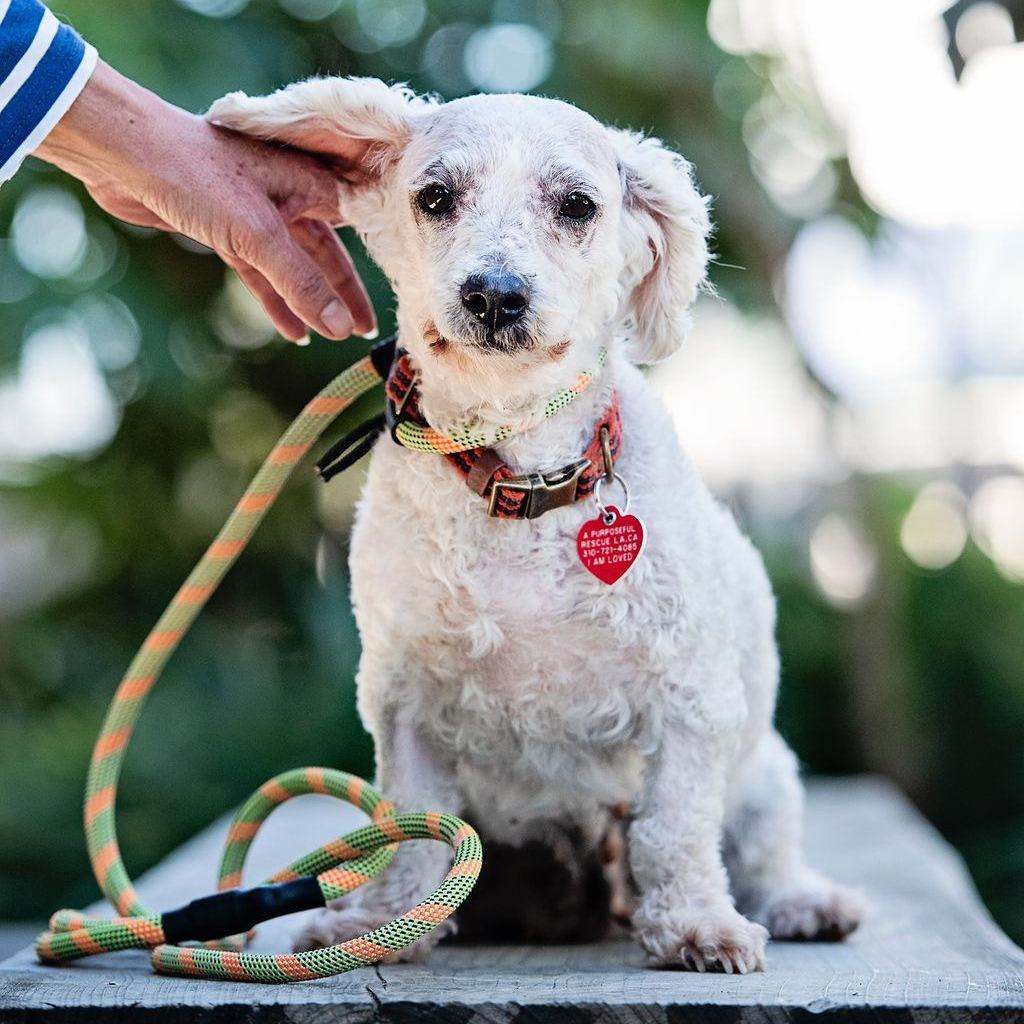 Enlarge Judith, a Adoptable mixed breed in Los Angeles, CA image 4/5