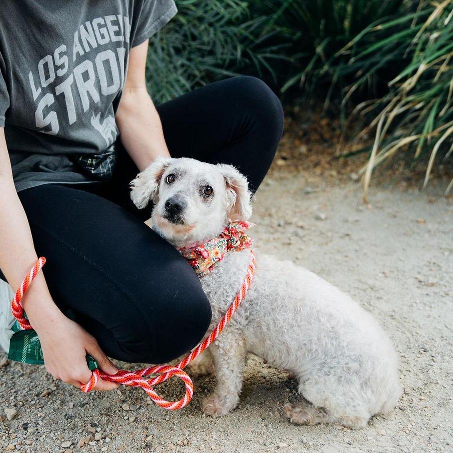 Enlarge Judith, a Adoptable mixed breed in Los Angeles, CA image 5/5