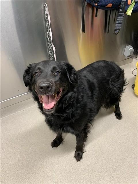 IRIS, Adoptable, Adult Female Flat-Coated Retriever & Mixed Breed.