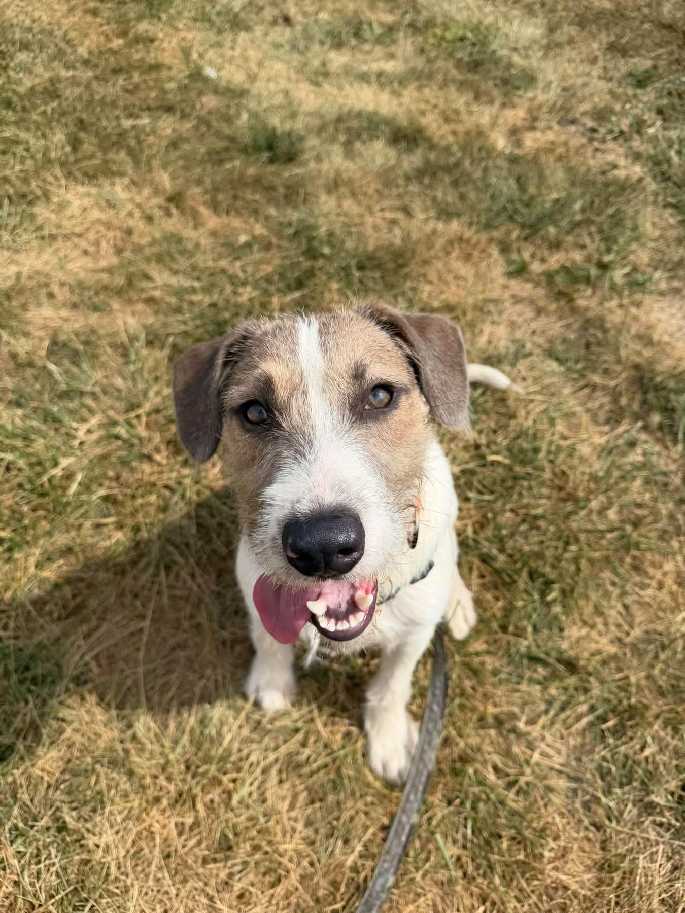 Enlarge Jax, a Adoptable mixed breed in Columbia, MO image 4/5