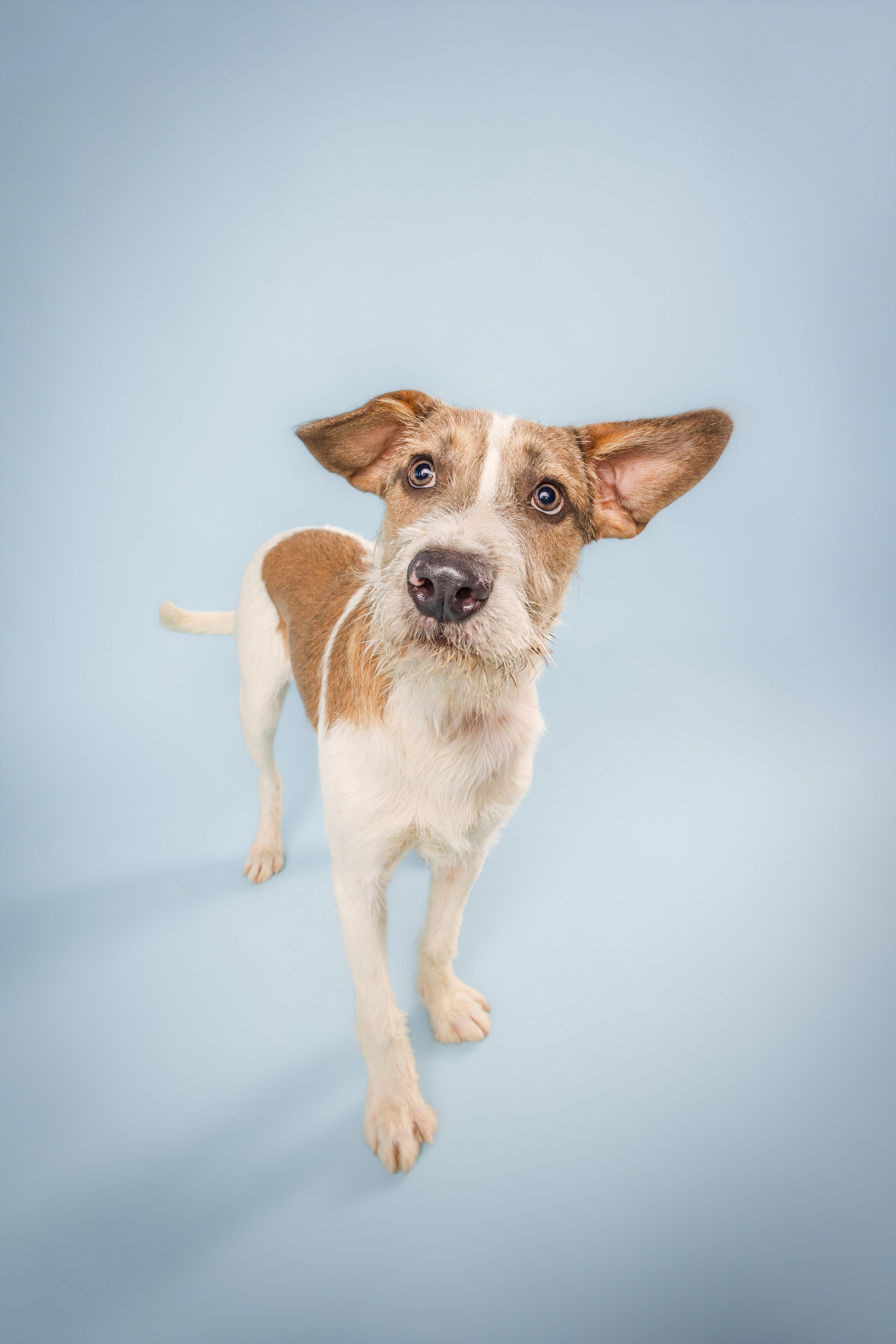 Enlarge Jax, a Adoptable mixed breed in Columbia, MO image 3/5