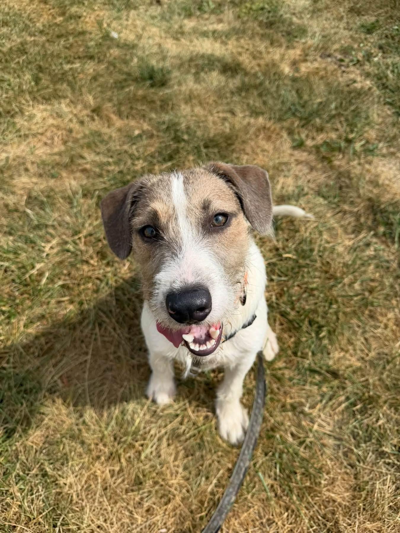 Enlarge Jax, a Adoptable mixed breed in Columbia, MO image 5/5