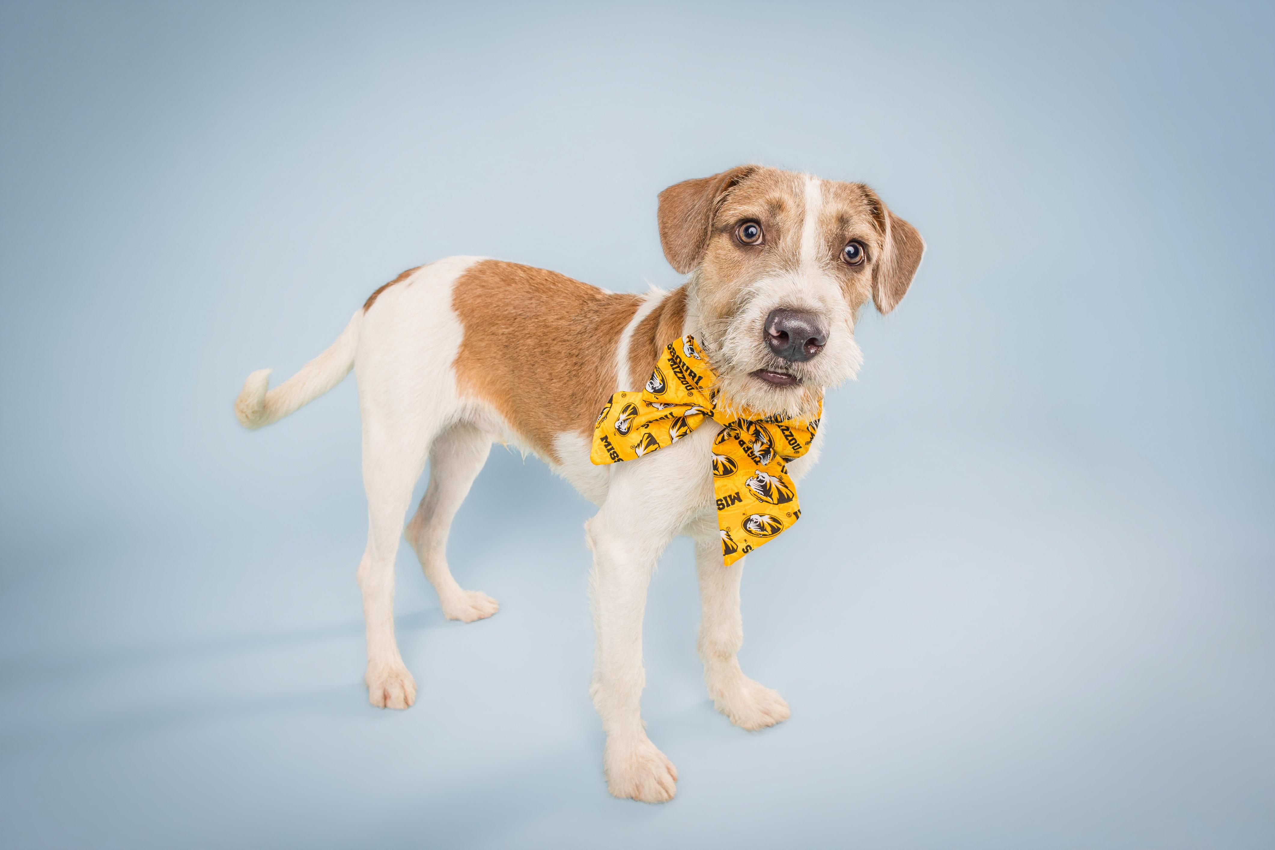 Enlarge Jax, a Adoptable mixed breed in Columbia, MO image 2/5