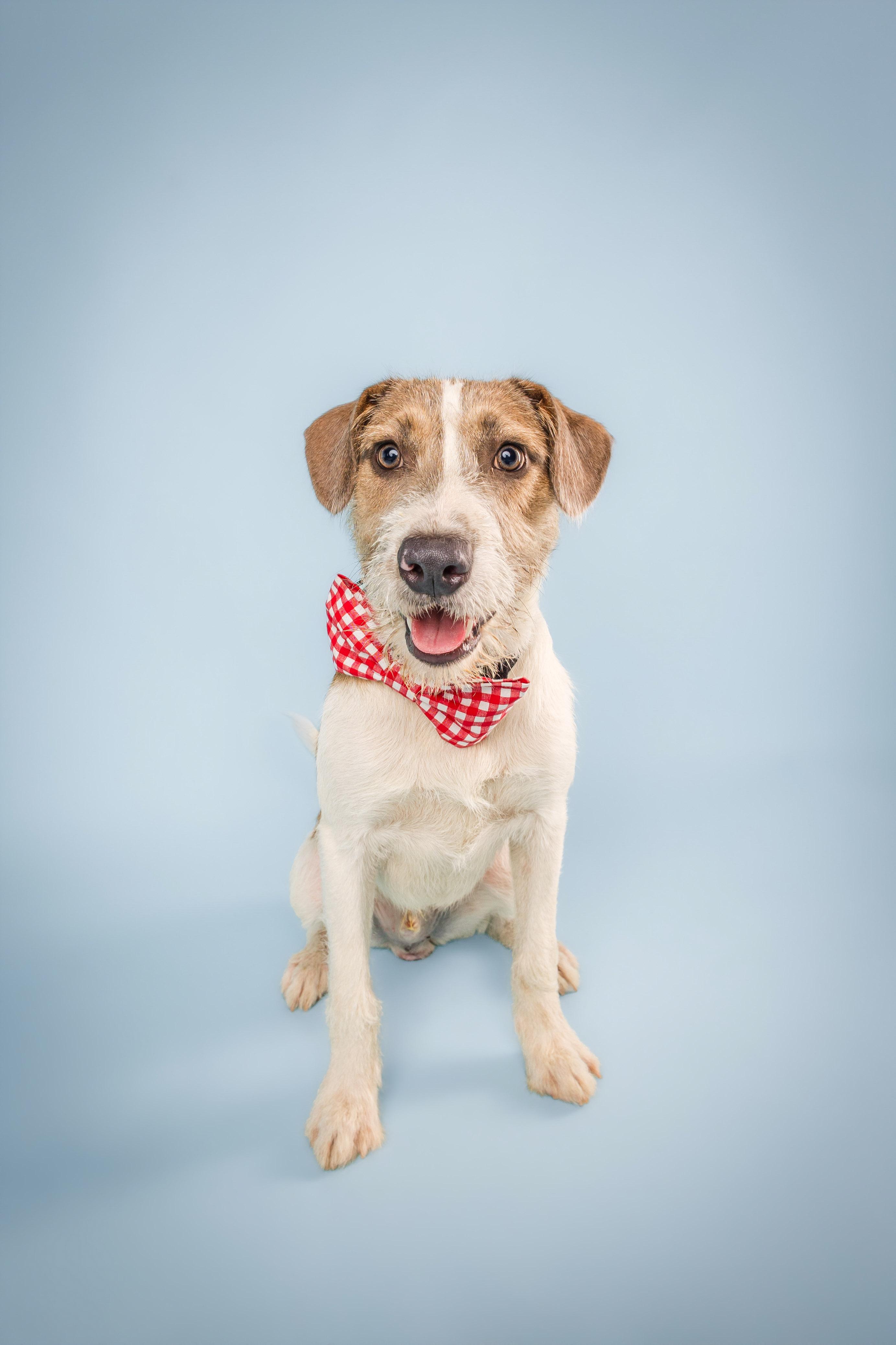 Jax, Adoptable, Young Male Terrier.