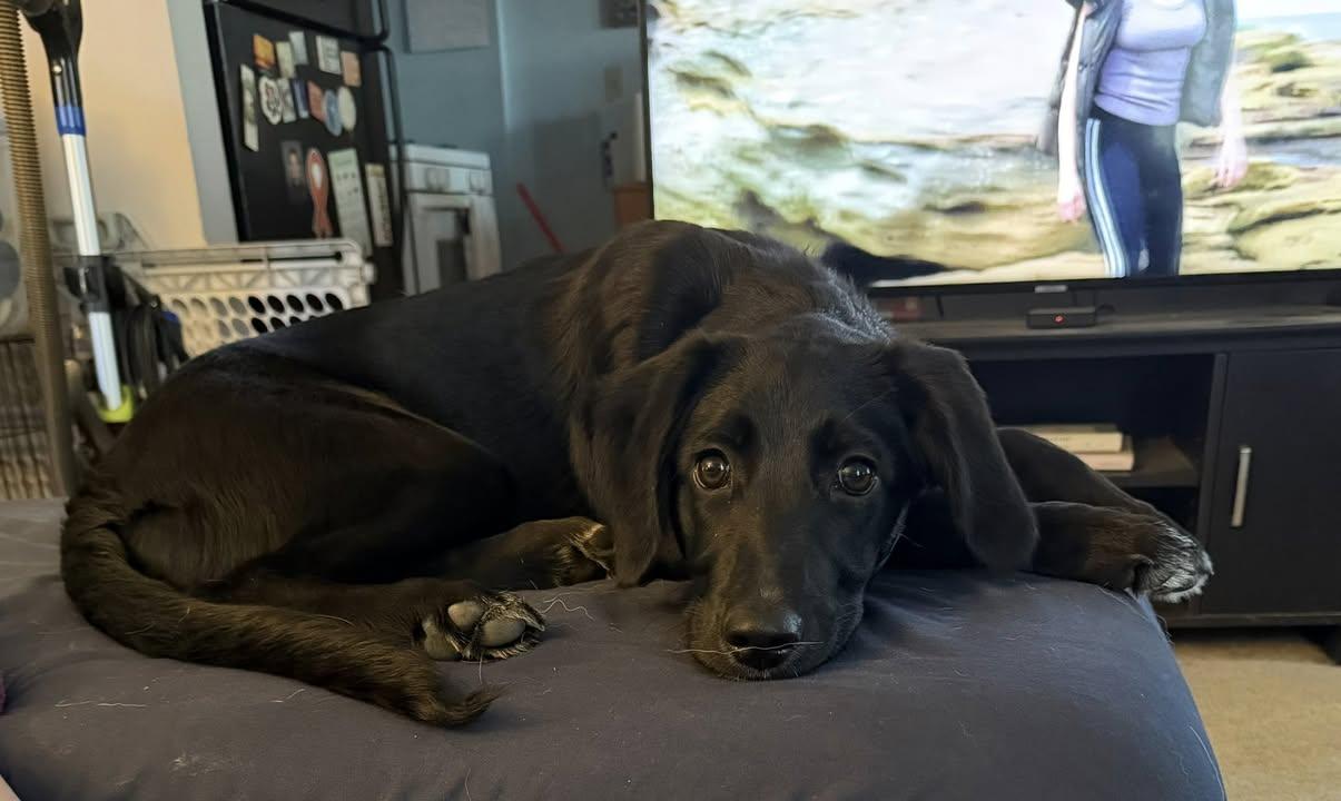 Shepadoodle Pups - Strongheart (Enid), Adoptable, Puppy Female Labrador Retriever.