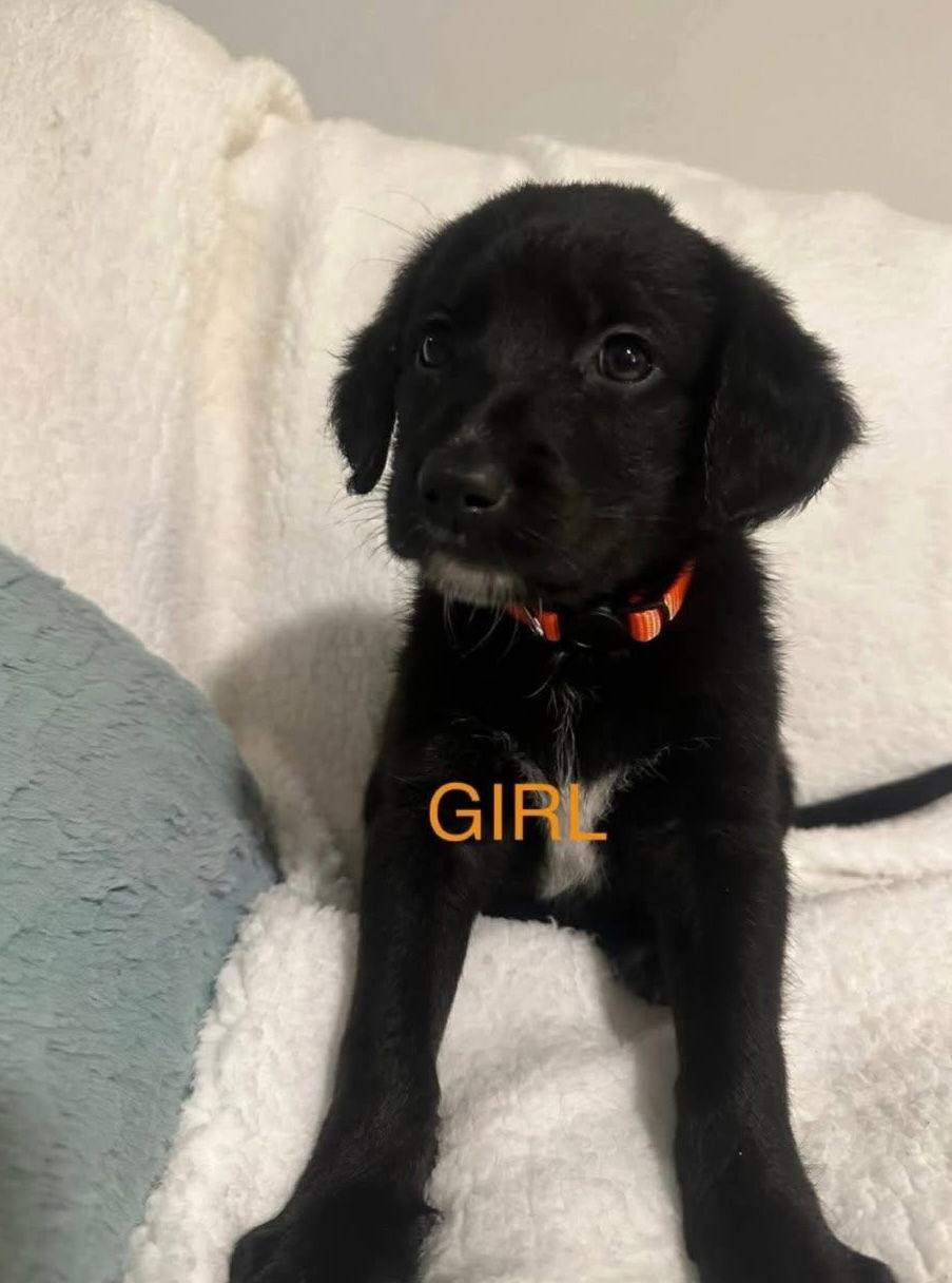 Enlarge Shepadoodle Pups - Strongheart (Enid), a Adoptable mixed breed in Ashville, OH image 1/3