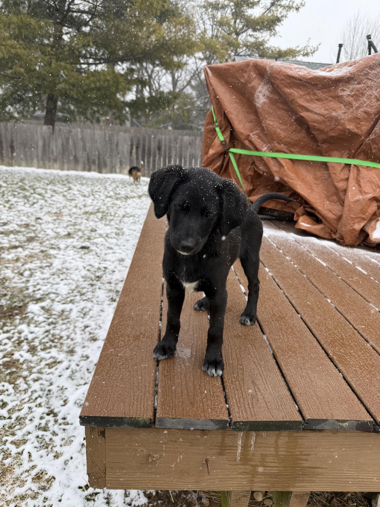 Enlarge Shepadoodle Pups - Strongheart (Enid), a Adoptable mixed breed in Ashville, OH image 2/3