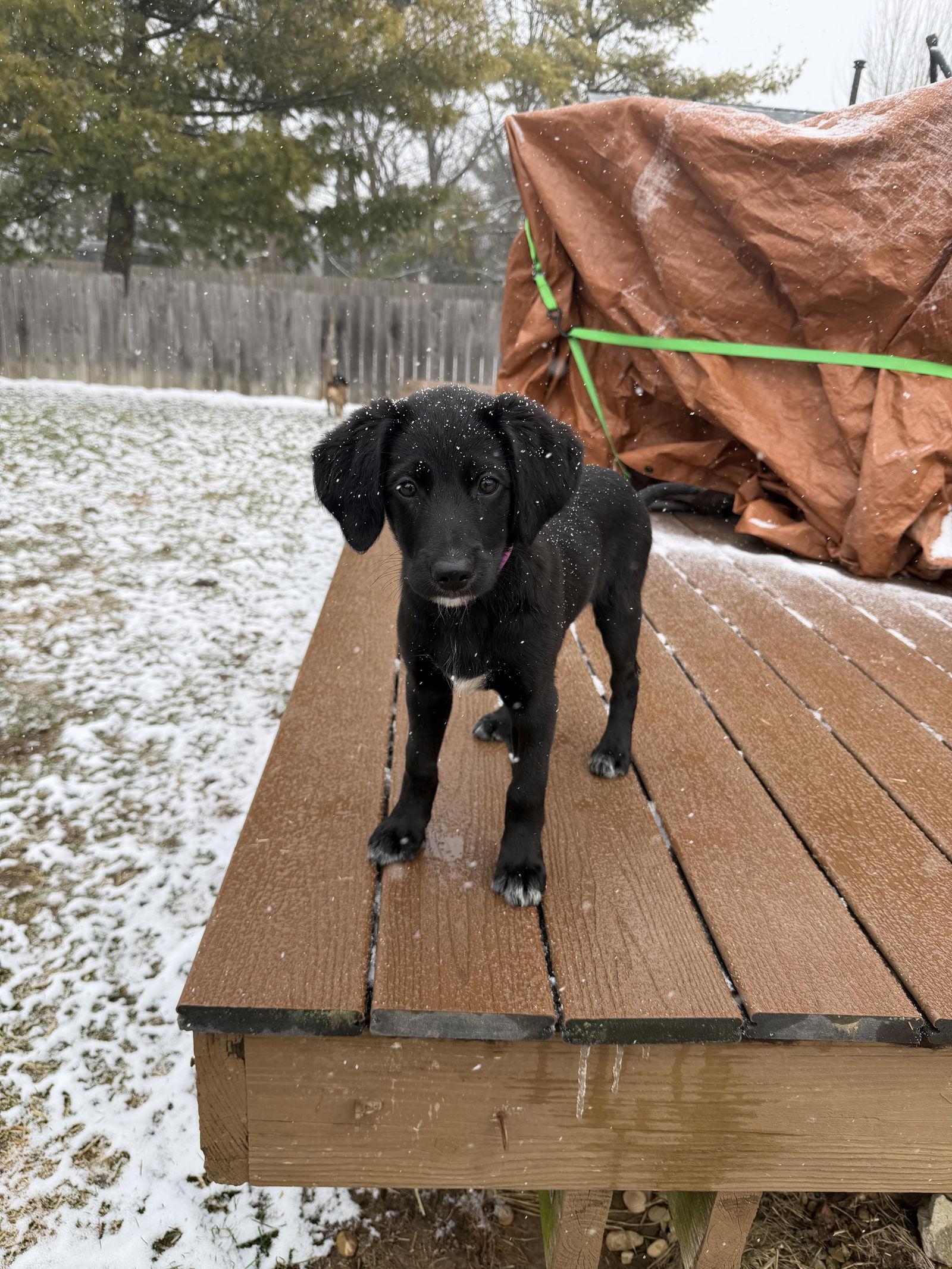Enlarge Shepadoodle Pups - Strongheart (Enid), a Adoptable mixed breed in Ashville, OH image 3/3