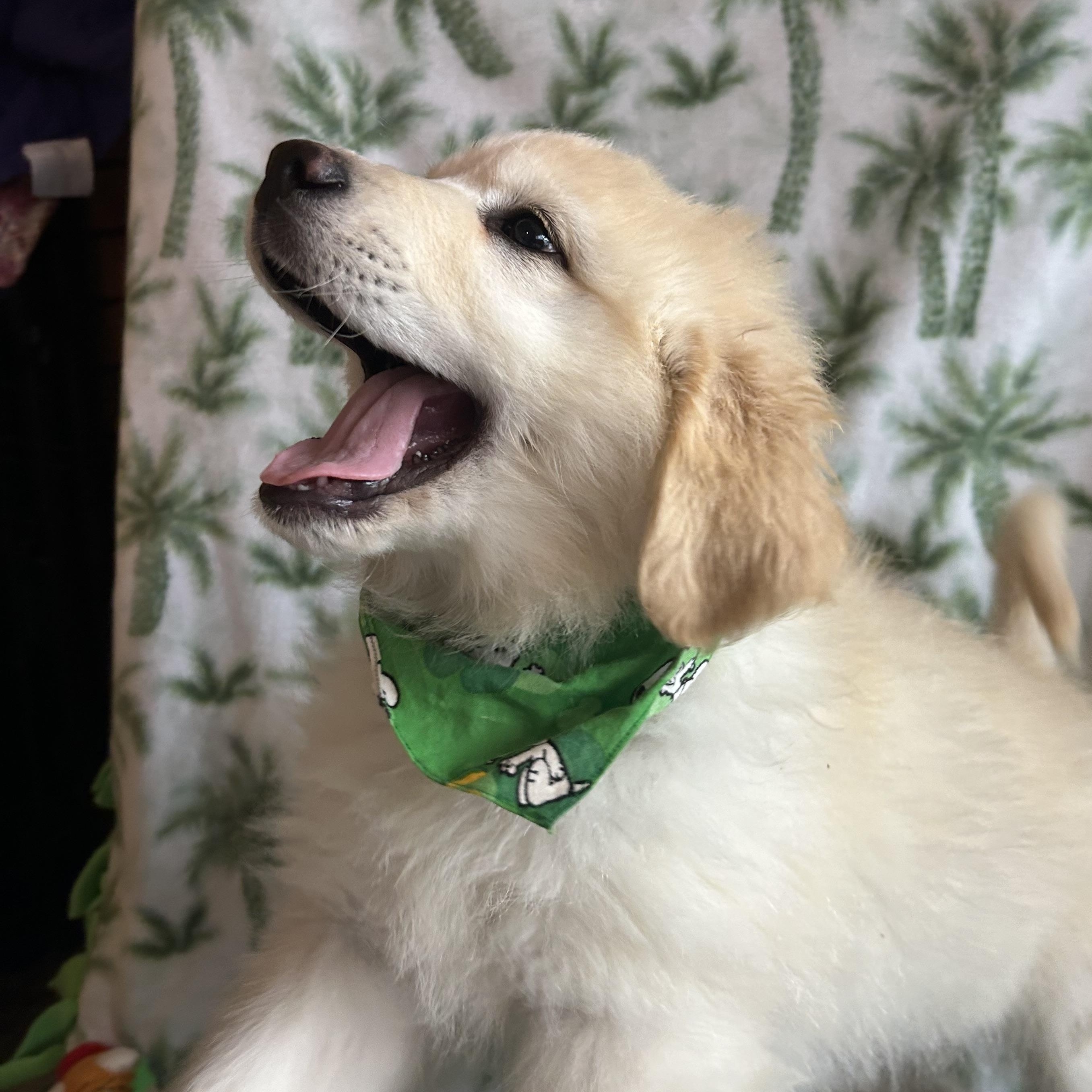 Lucky, adopted, Puppy Male Great Pyrenees & Australian Shepherd.