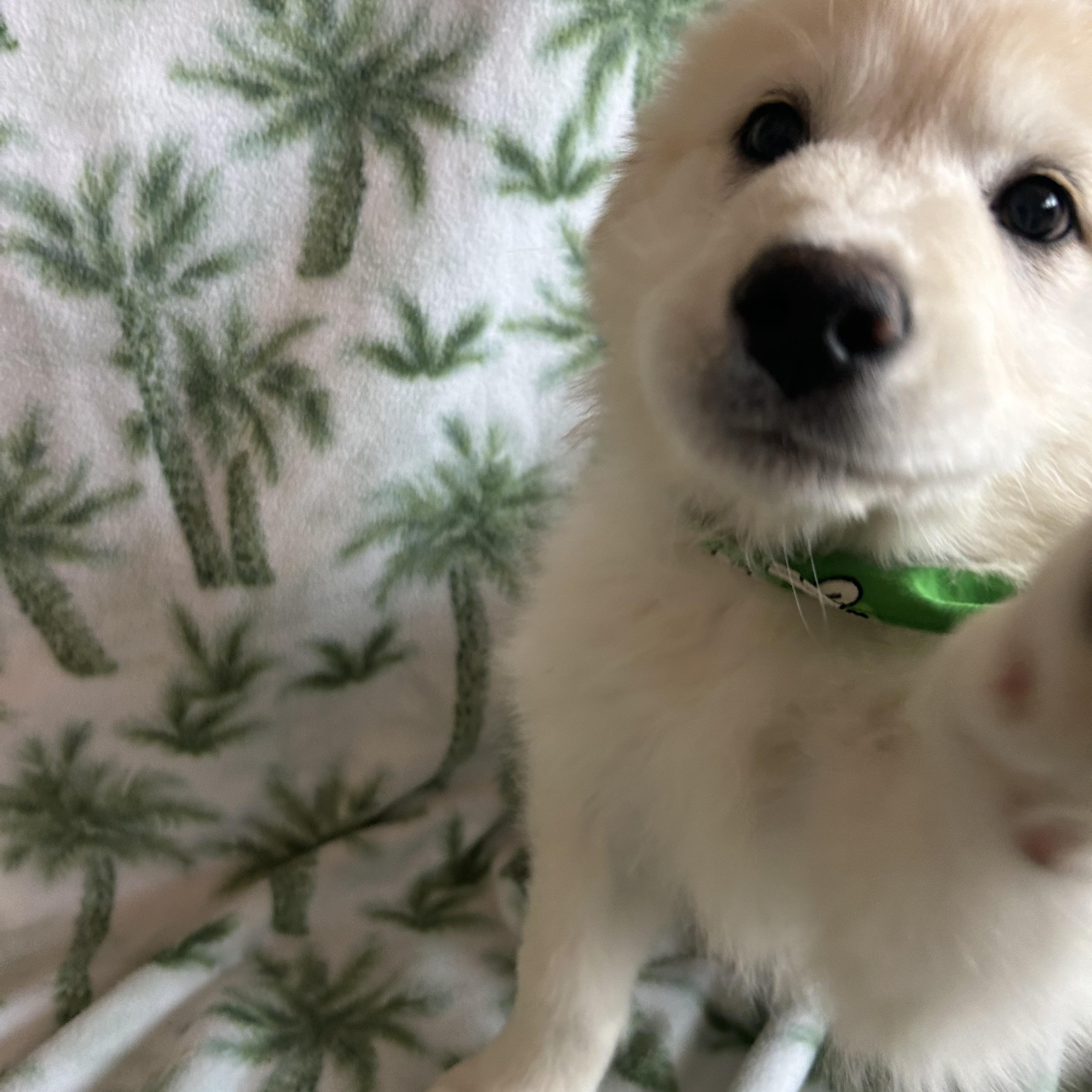 Enlarge Lucky, an adopted mixed breed in Madison Heights, MI image 5/6