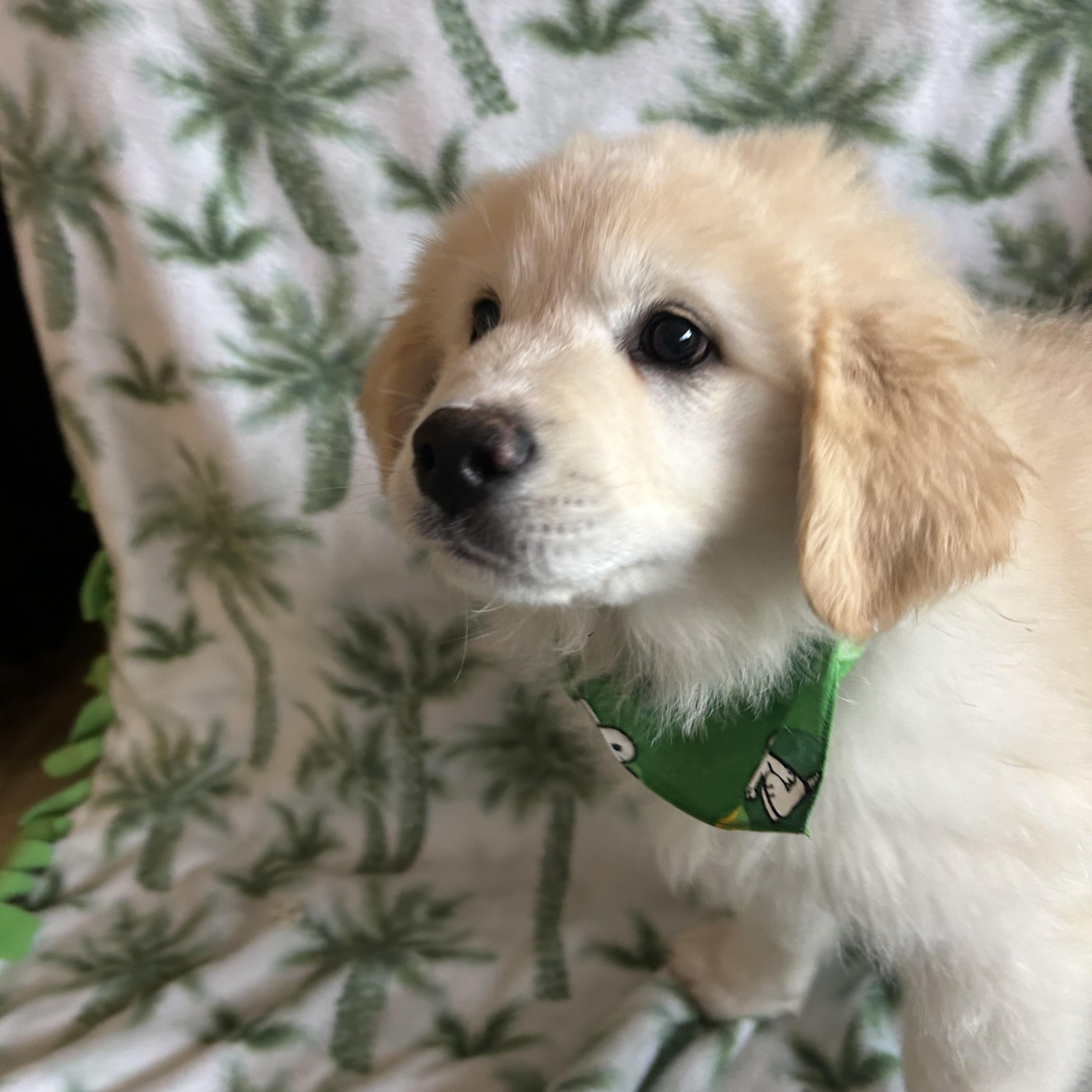 Enlarge Lucky, an adopted mixed breed in Madison Heights, MI image 4/6