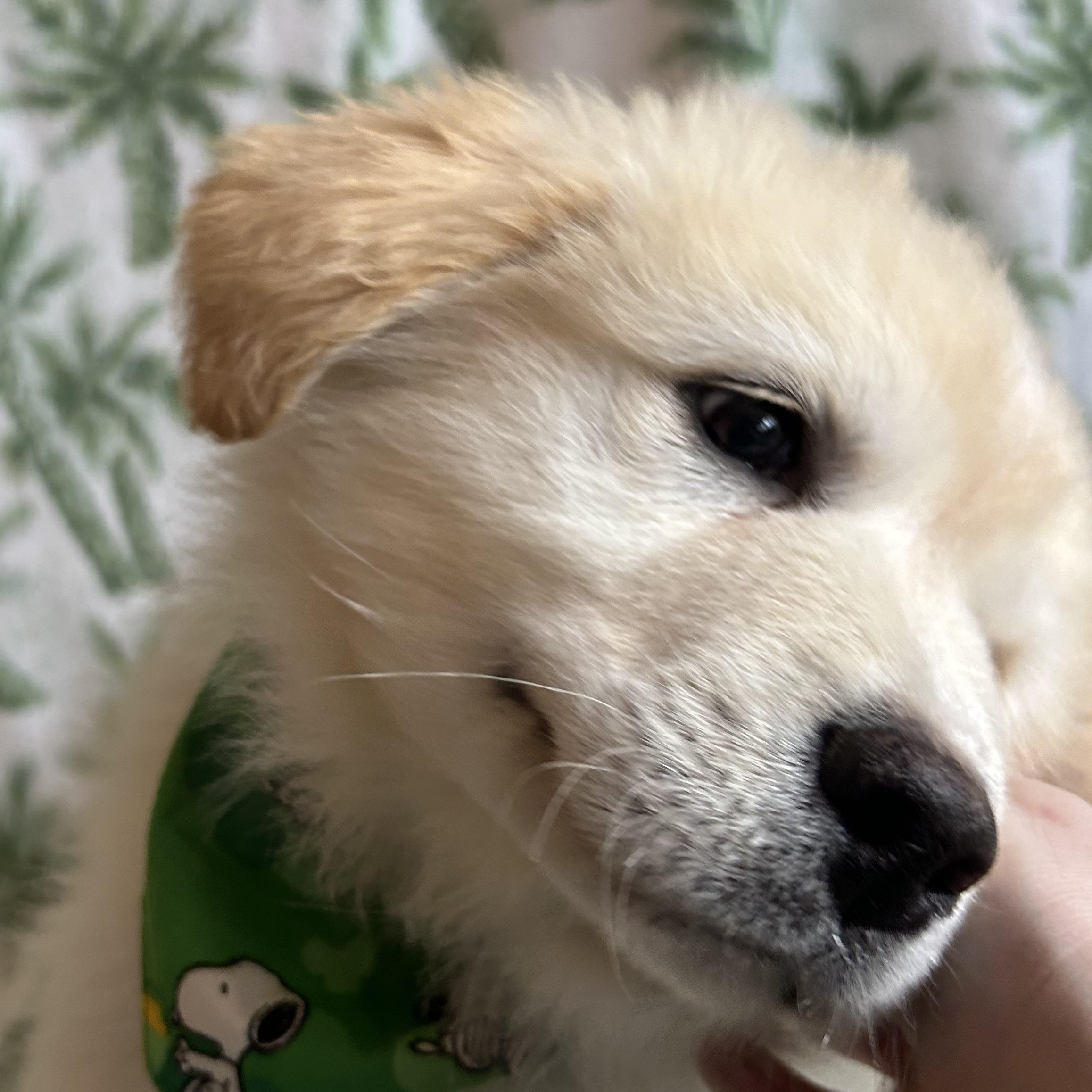 Enlarge Lucky, an adopted mixed breed in Madison Heights, MI image 2/6