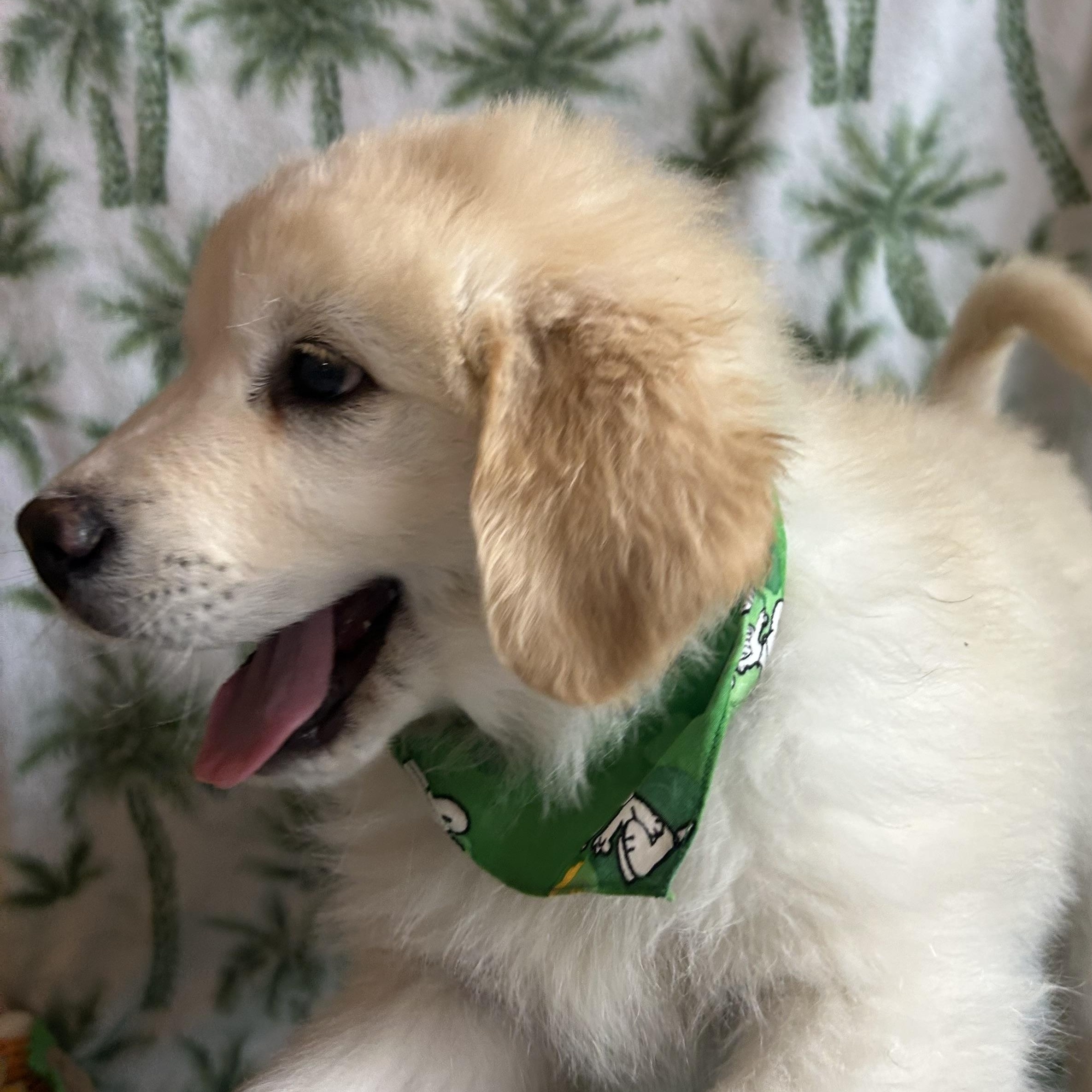 Enlarge Lucky, an adopted mixed breed in Madison Heights, MI image 6/6