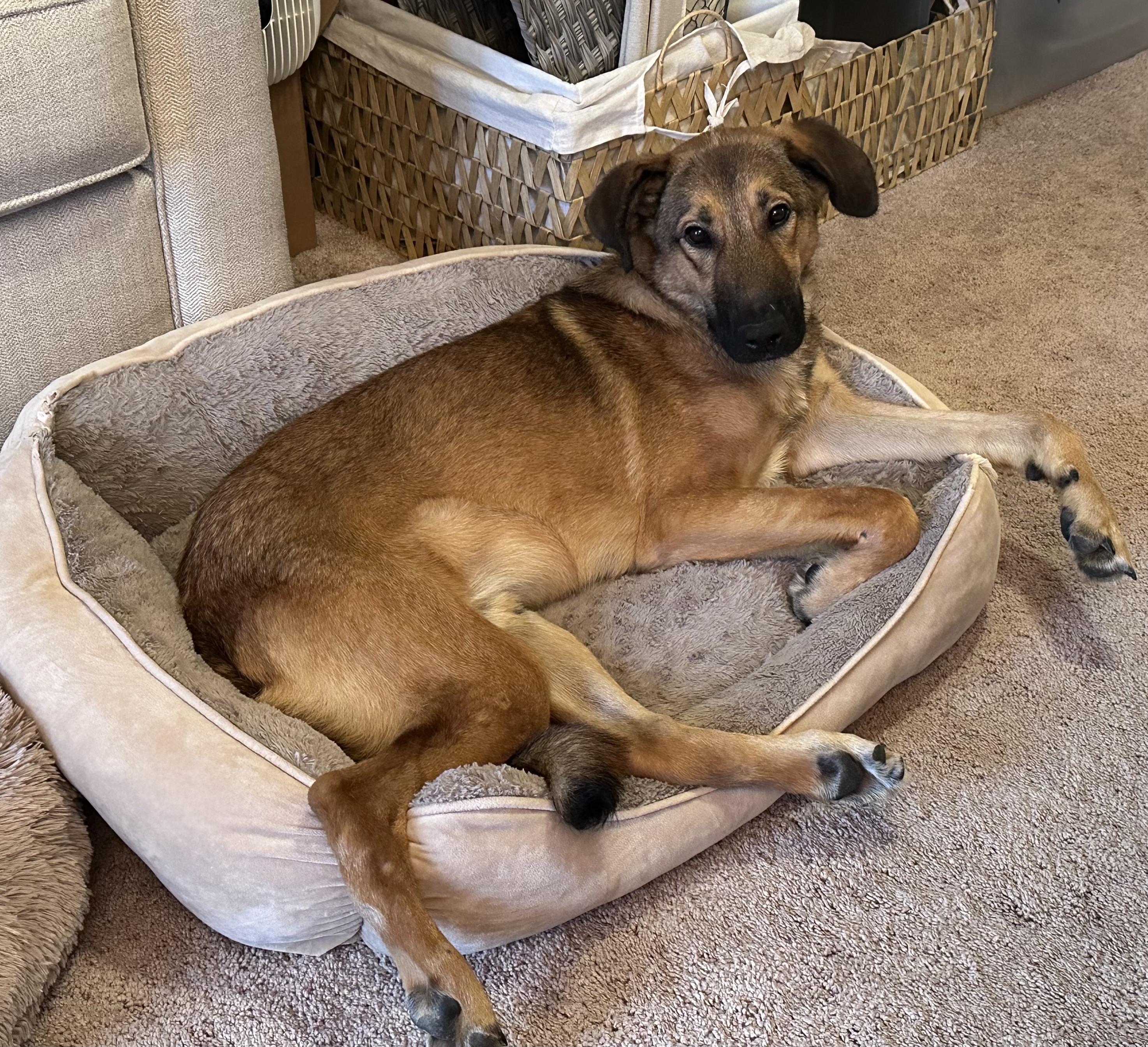 Enlarge Jonah, a Adoptable German Shepherd Dog in Lexington, KY image 3/5