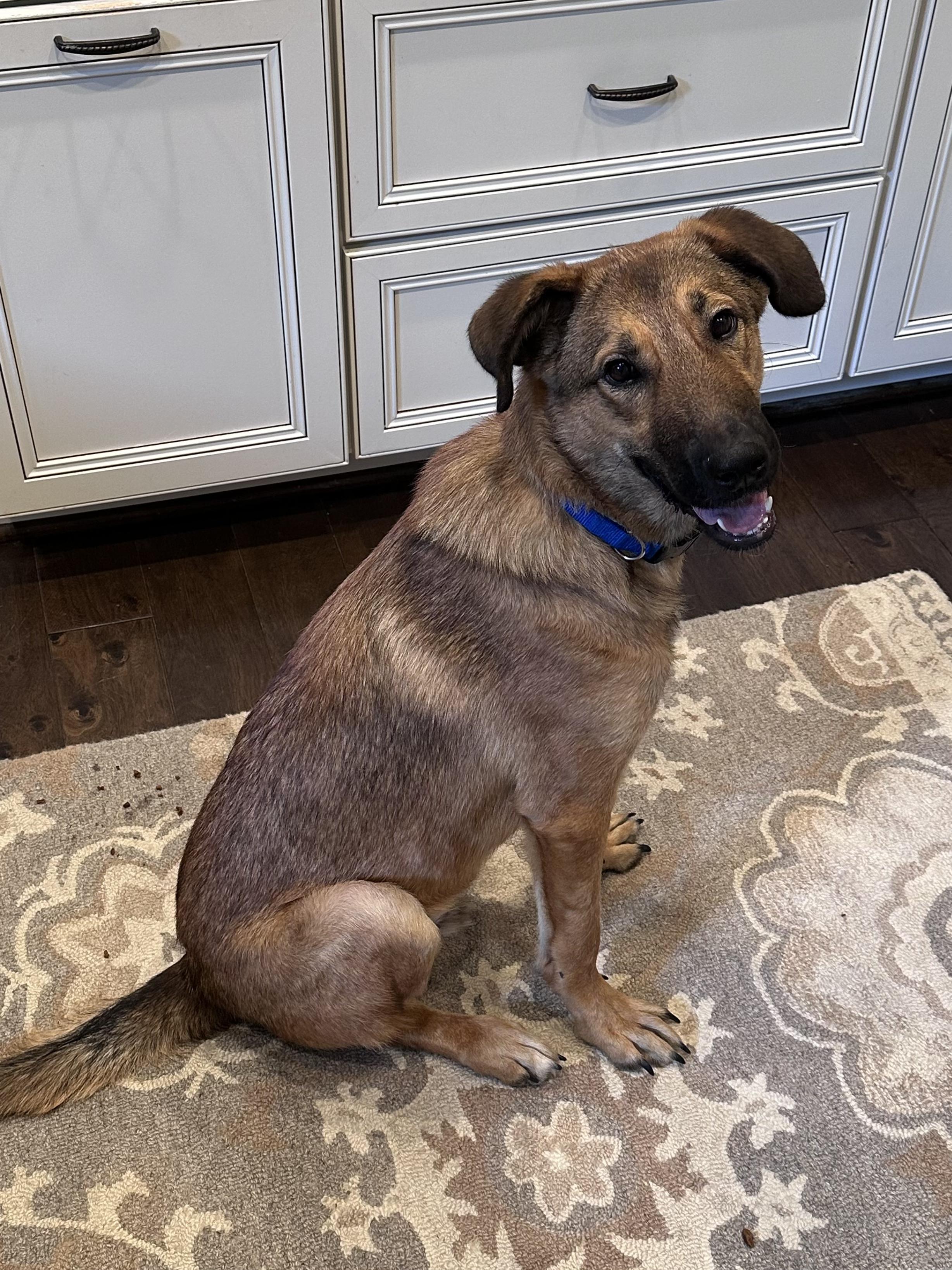 Jonah, Adoptable, Young Male German Shepherd Dog.