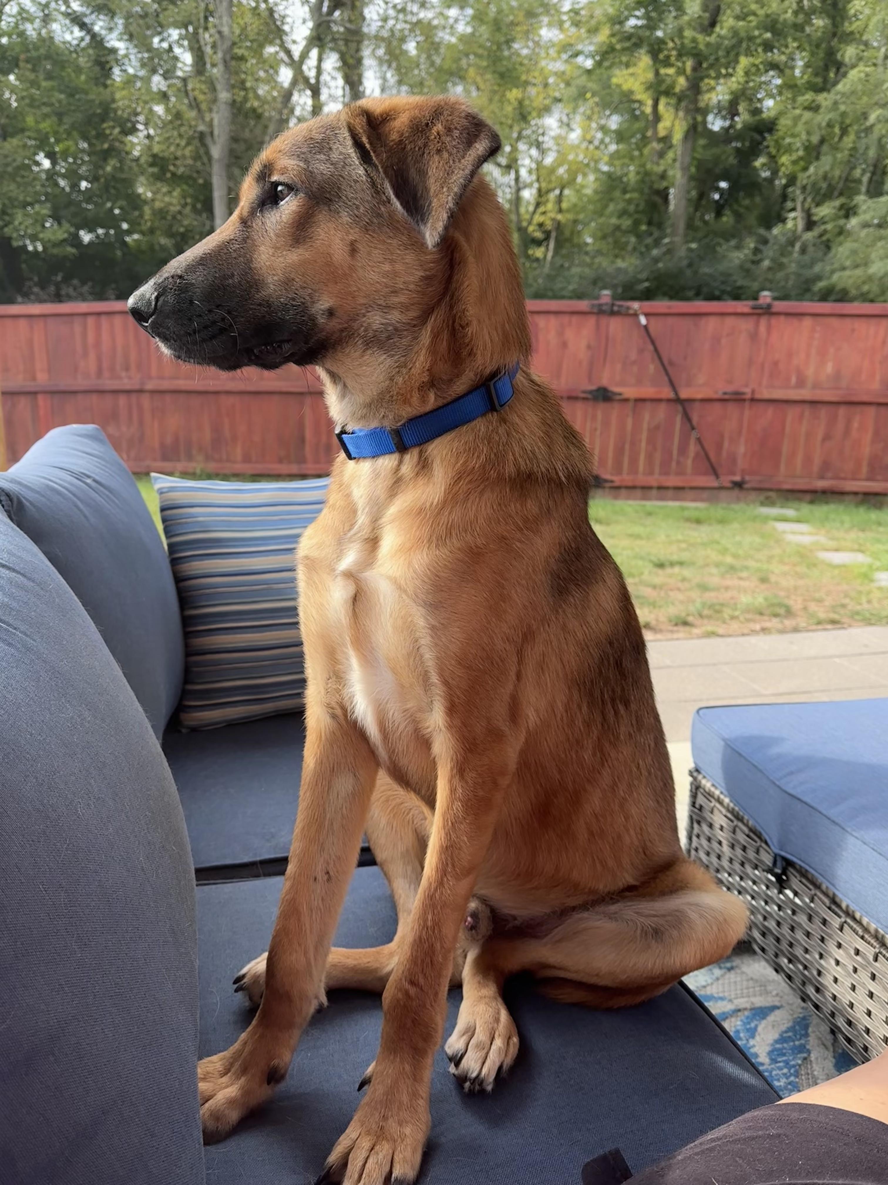 Enlarge Jonah, a Adoptable German Shepherd Dog in Lexington, KY image 4/5