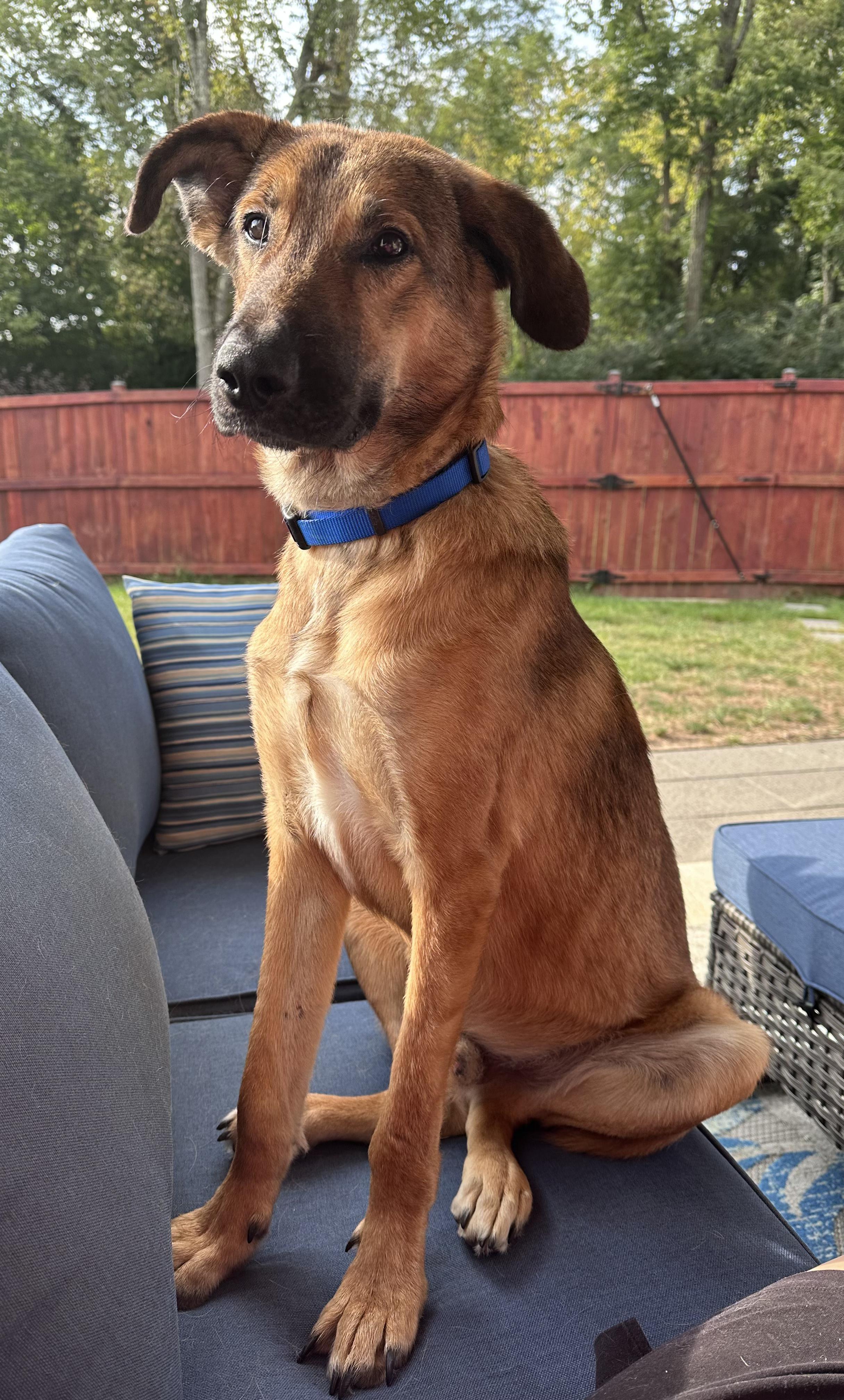 Enlarge Jonah, a Adoptable German Shepherd Dog in Lexington, KY image 2/5