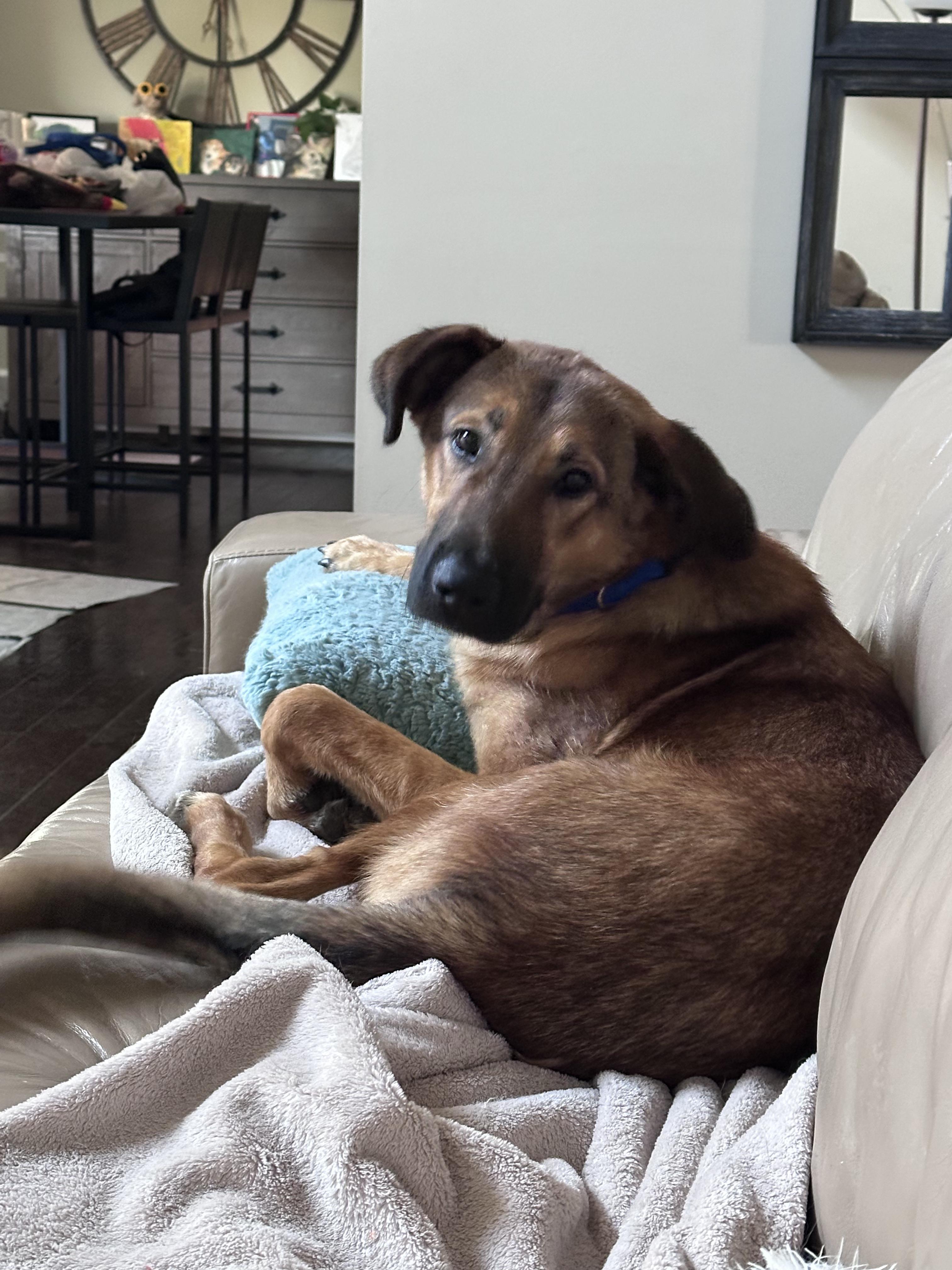 Enlarge Jonah, a Adoptable German Shepherd Dog in Lexington, KY image 5/5