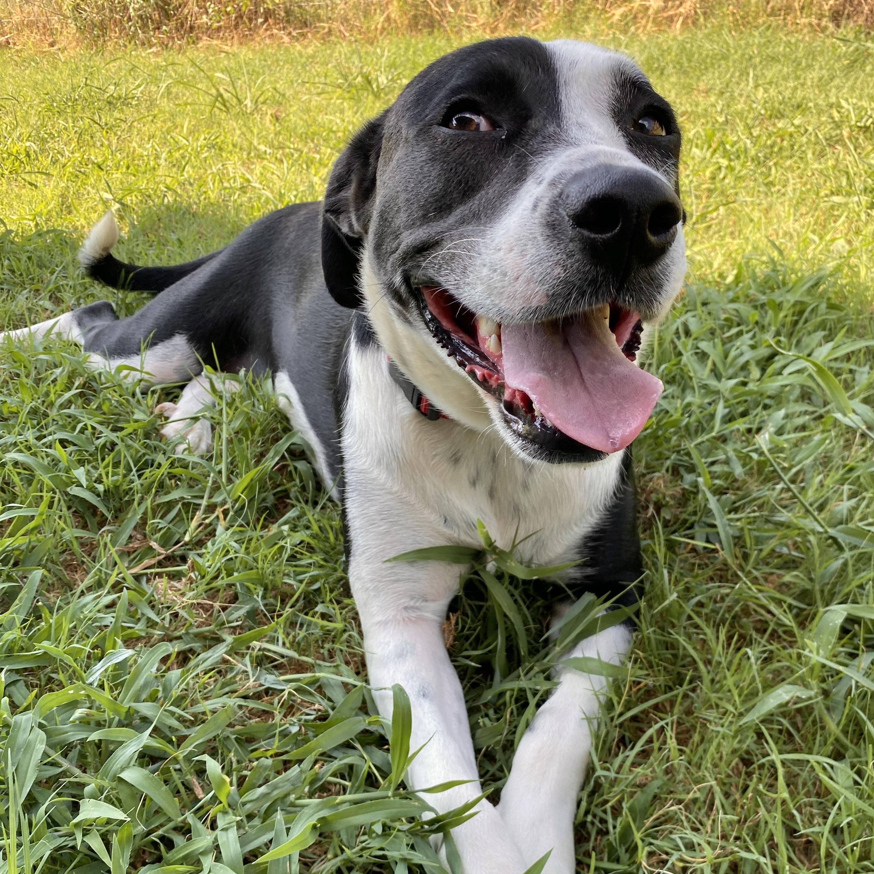 Bailey, Adoptable, Young Female Catahoula Leopard Dog & Boxer.