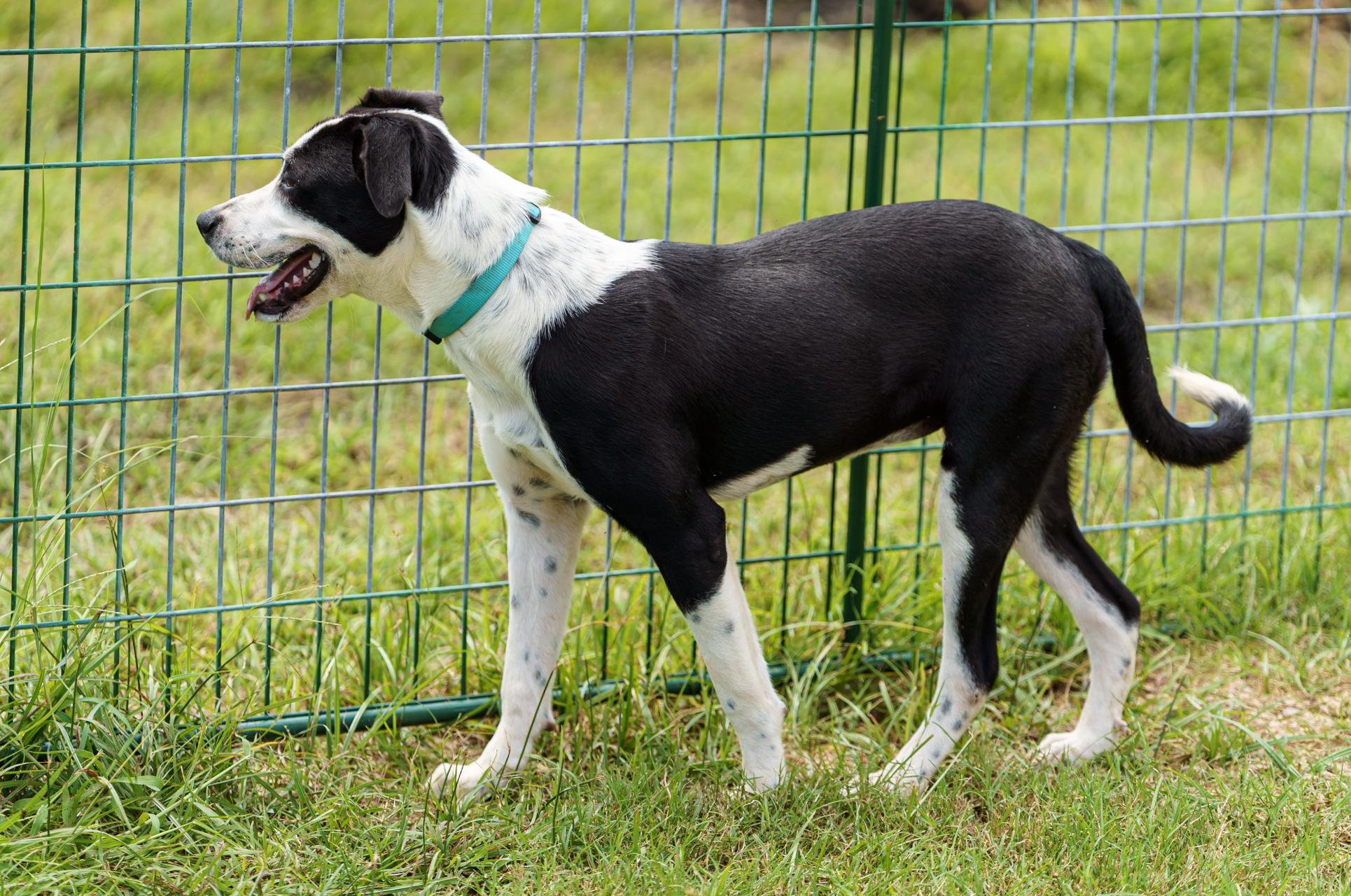 Enlarge Bailey, a Adoptable mixed breed in Austin, TX image 6/6