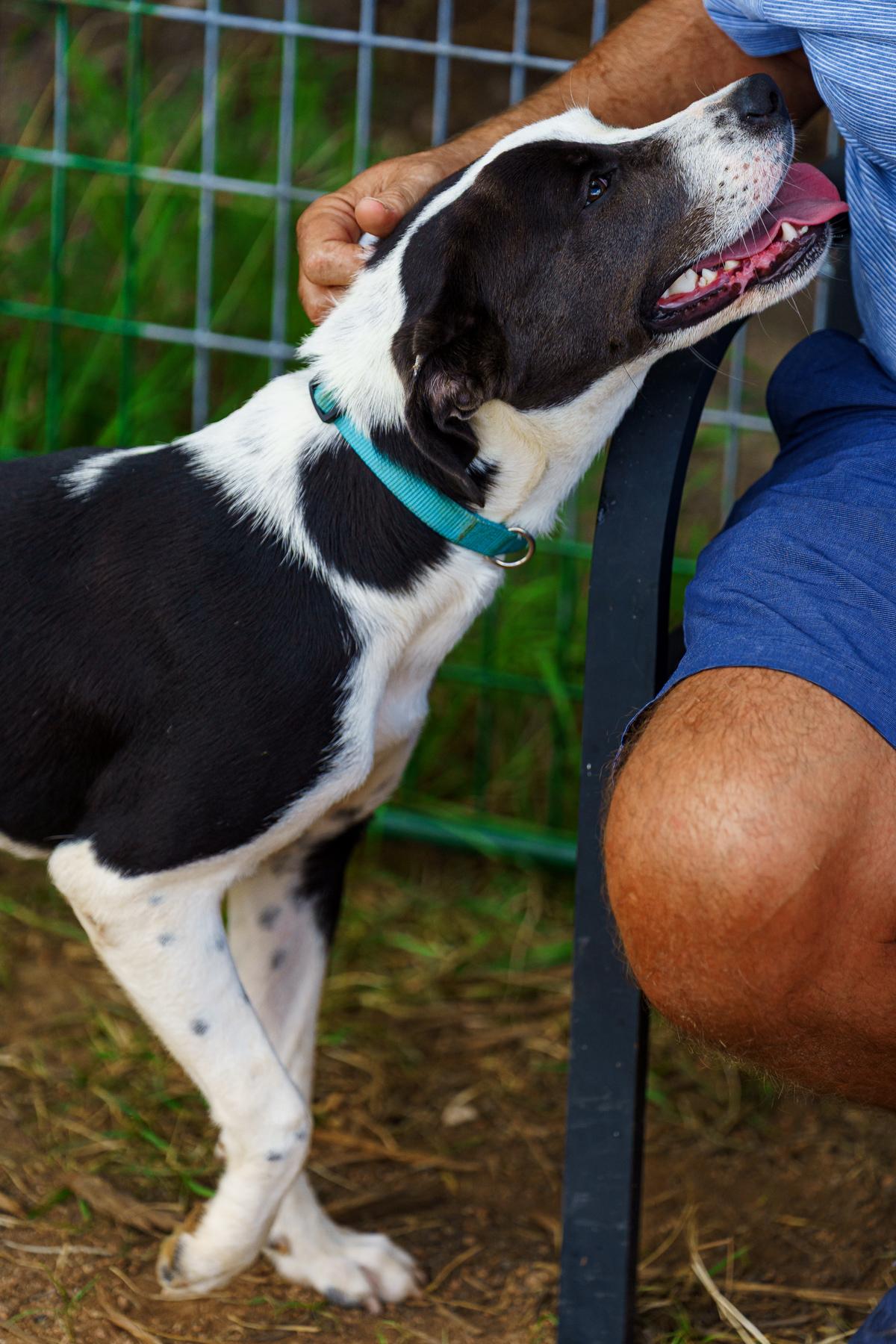 Enlarge Bailey, a Adoptable mixed breed in Austin, TX image 5/6