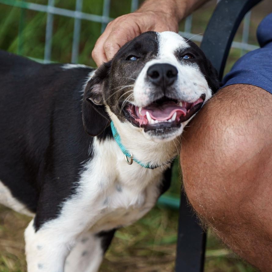 Enlarge Bailey, a Adoptable mixed breed in Austin, TX image 2/6