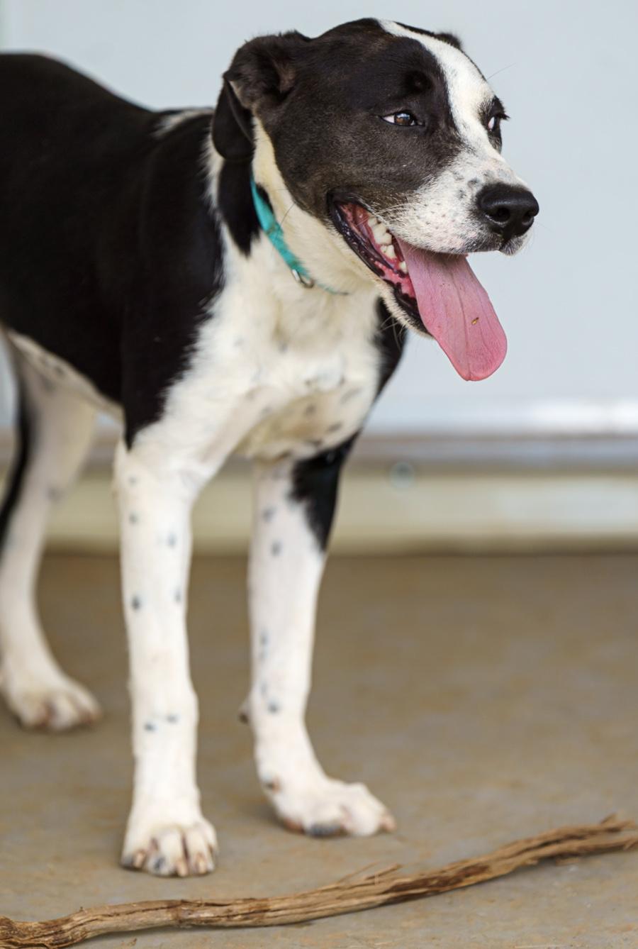 Enlarge Bailey, a Adoptable mixed breed in Austin, TX image 4/6
