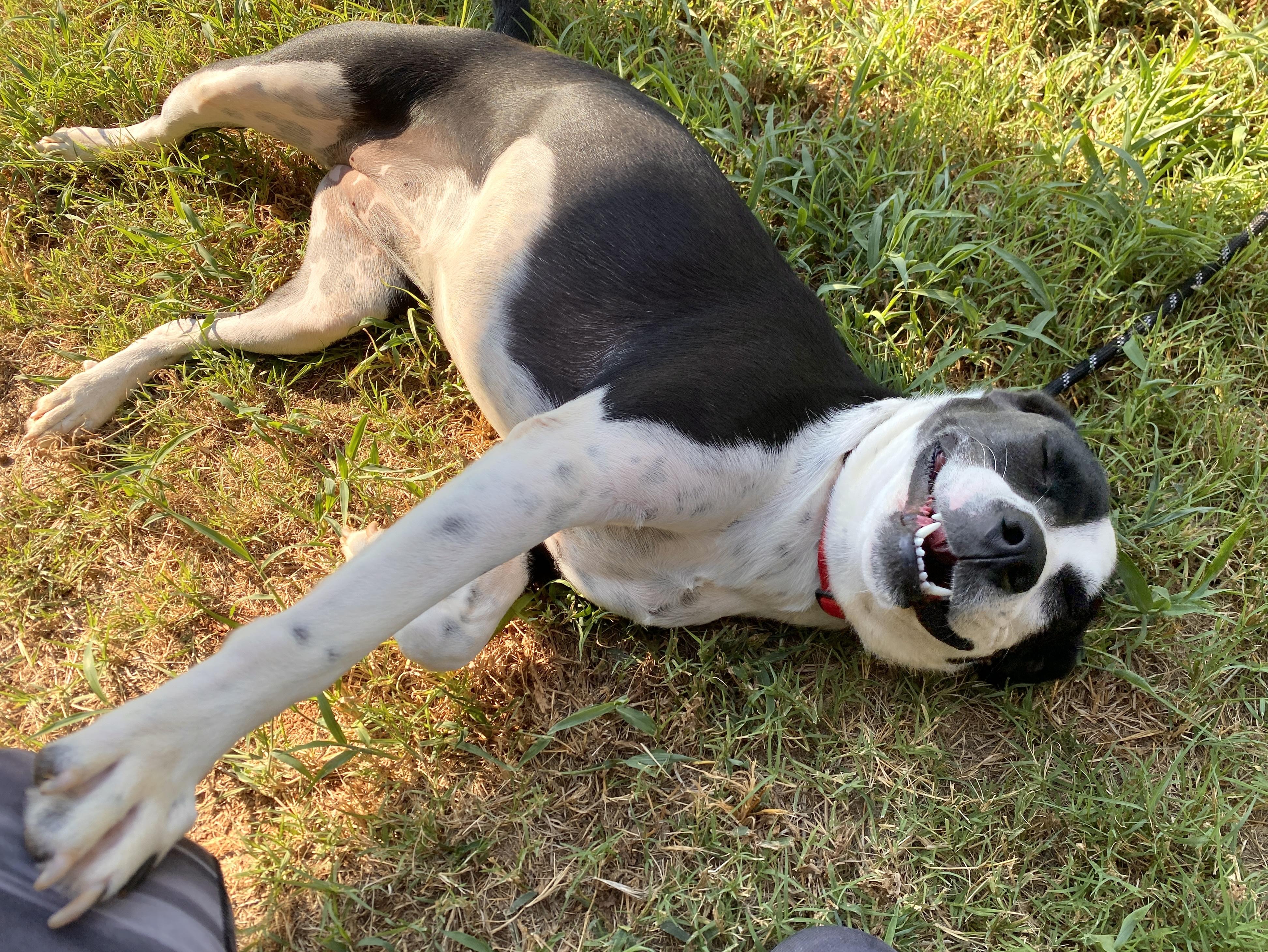 Bailey, a Adoptable mixed breed in Austin, TX image 3/6