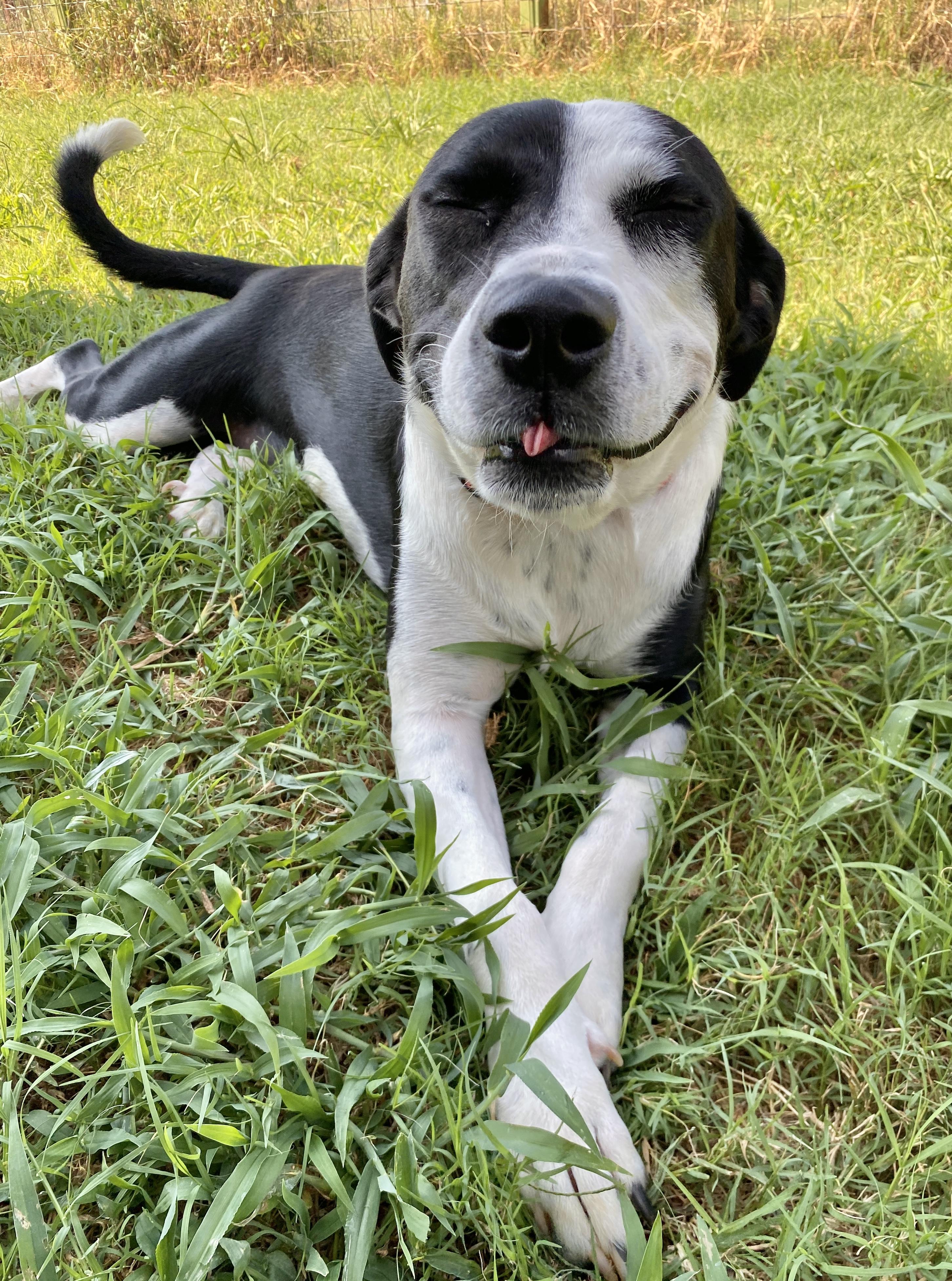 Bailey, a Adoptable mixed breed in Austin, TX image 2/6
