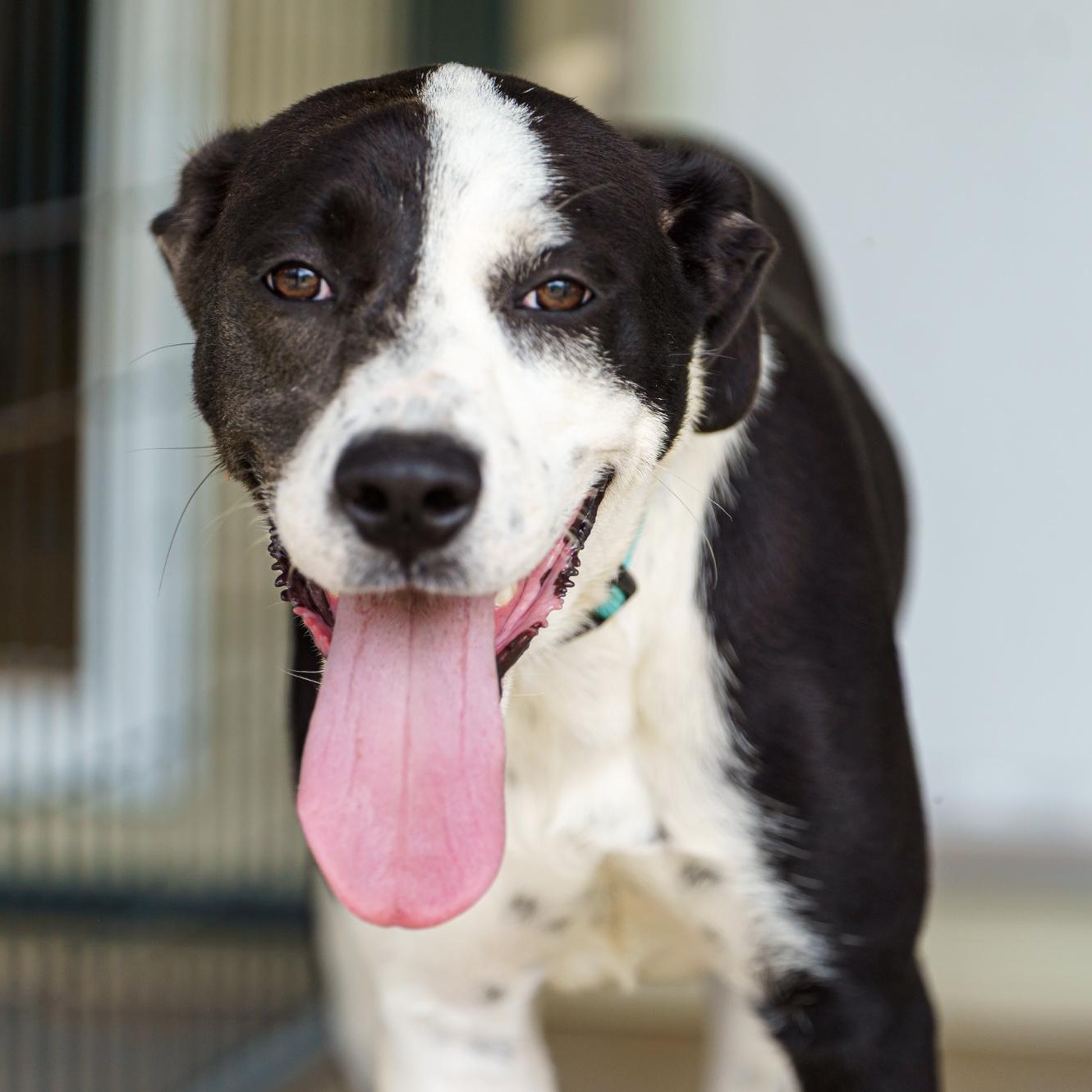 Bailey, Adoptable, Young Female Catahoula Leopard Dog & Boxer.