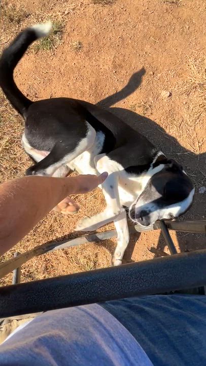 Enlarge Bailey, a Adoptable mixed breed in Austin, TX video 3/6