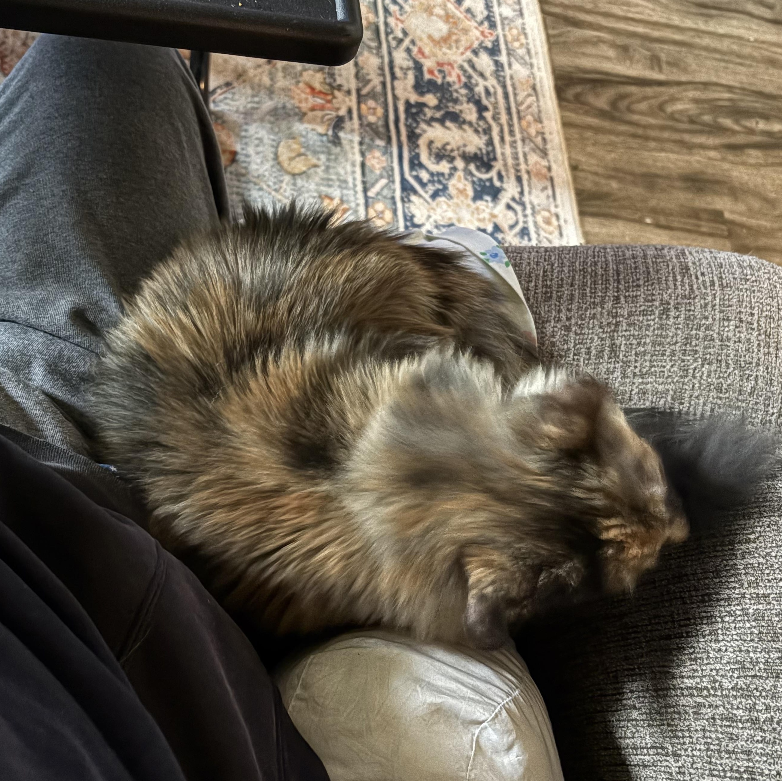 Juniper, an adopted Domestic Long Hair in Colcord, OK image 5/6