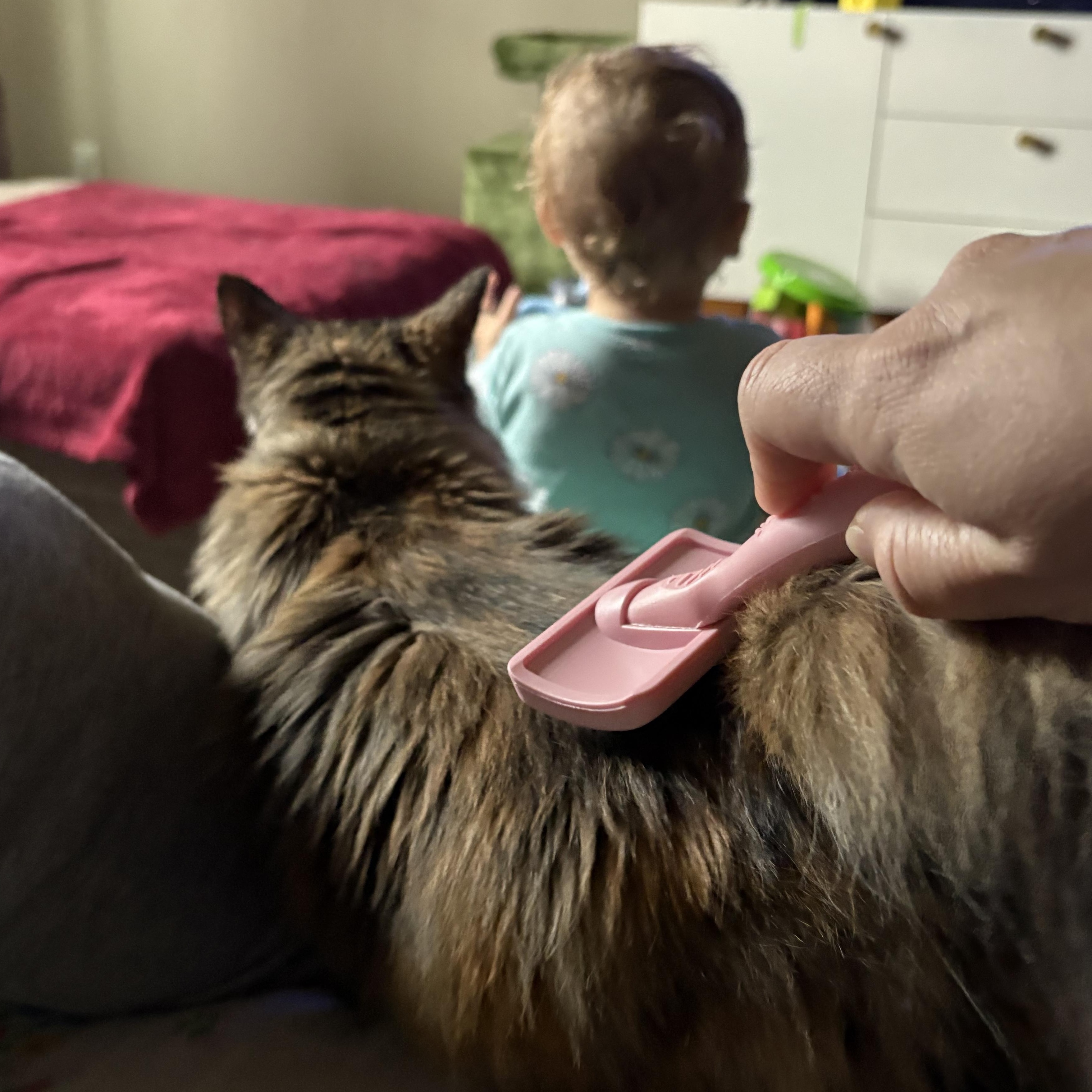 Juniper, an adopted Domestic Long Hair in Colcord, OK image 6/6