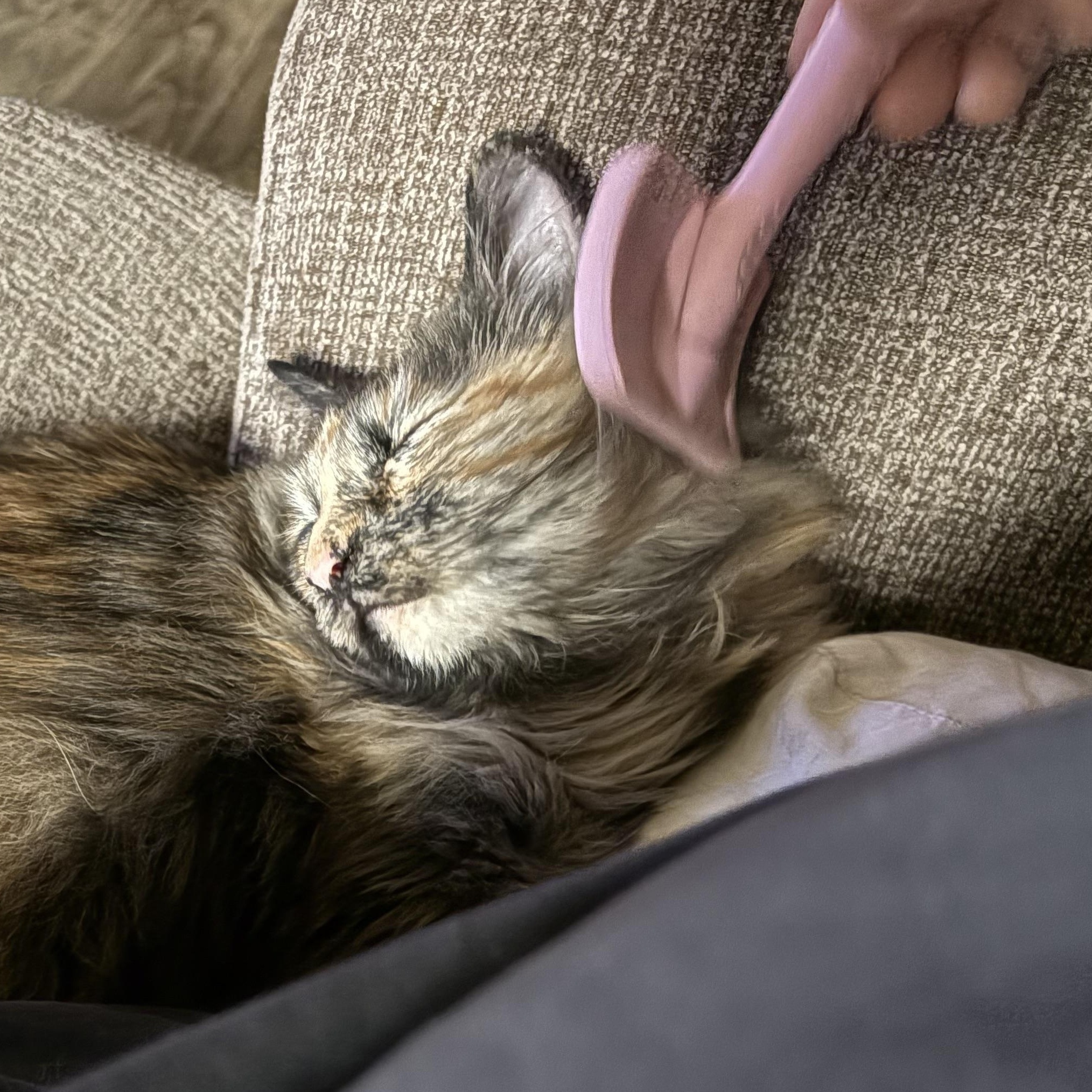 Juniper, an adopted Domestic Long Hair in Colcord, OK image 3/6