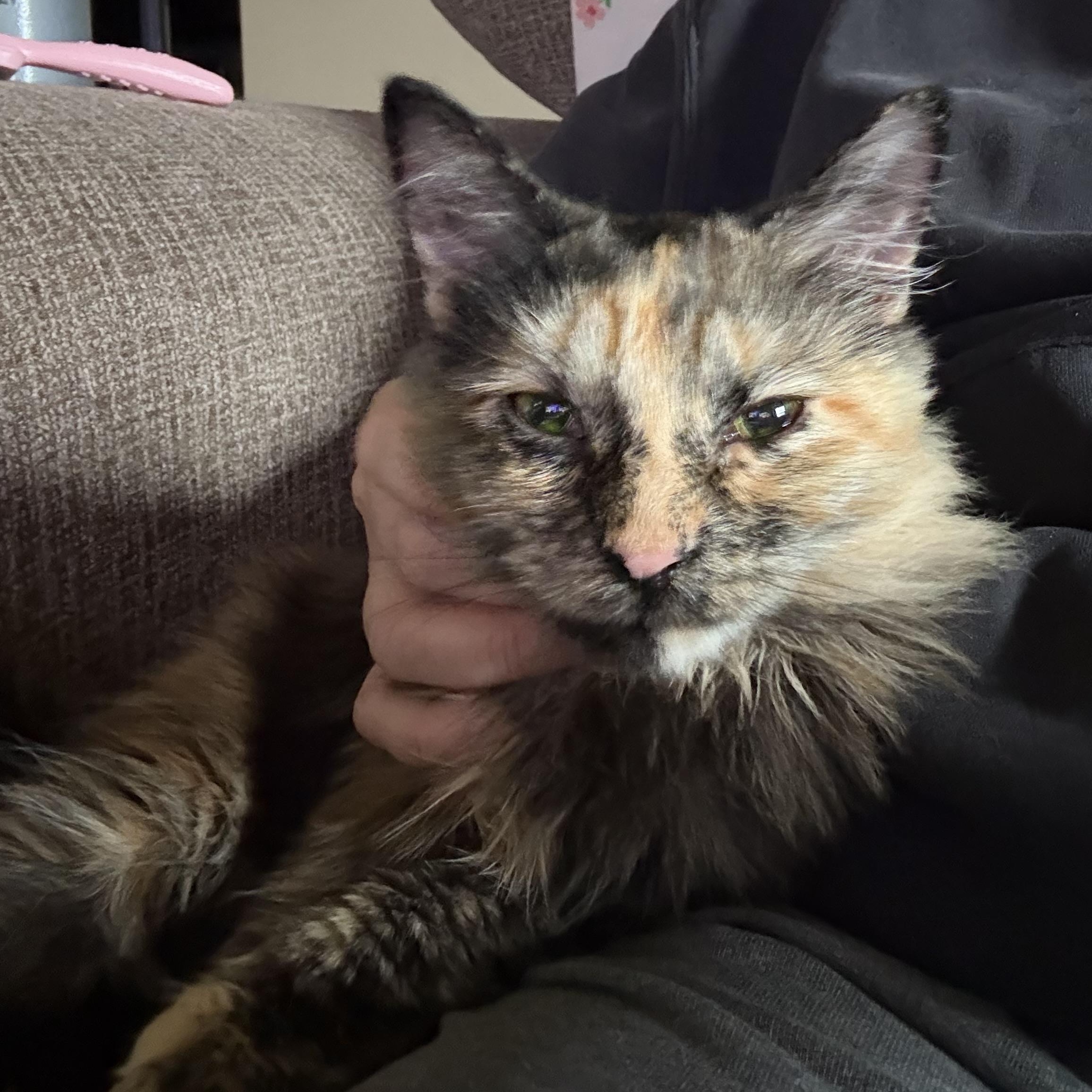 Juniper, an adopted Domestic Long Hair in Colcord, OK image 4/6