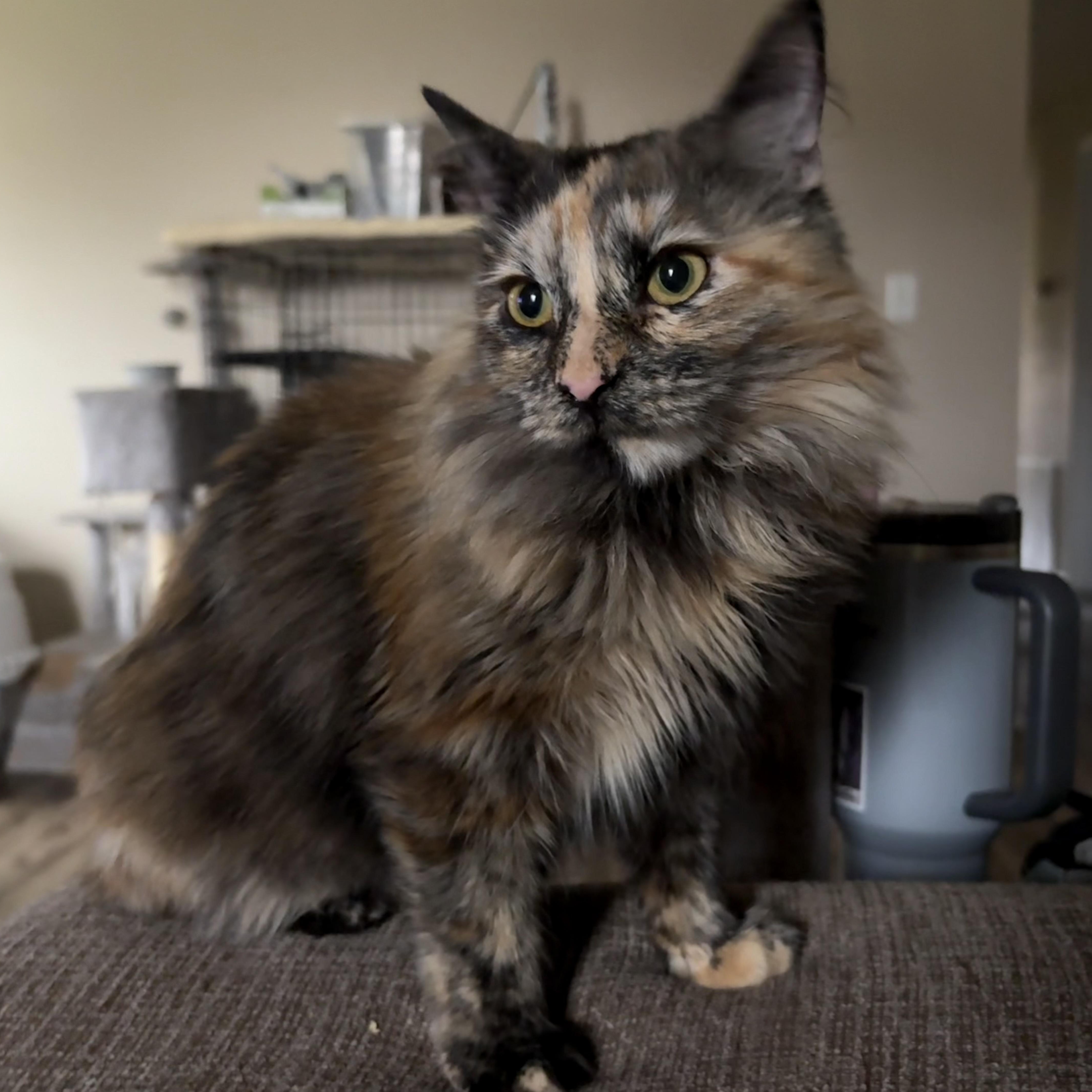 Juniper, an adopted Domestic Long Hair in Colcord, OK image 2/6