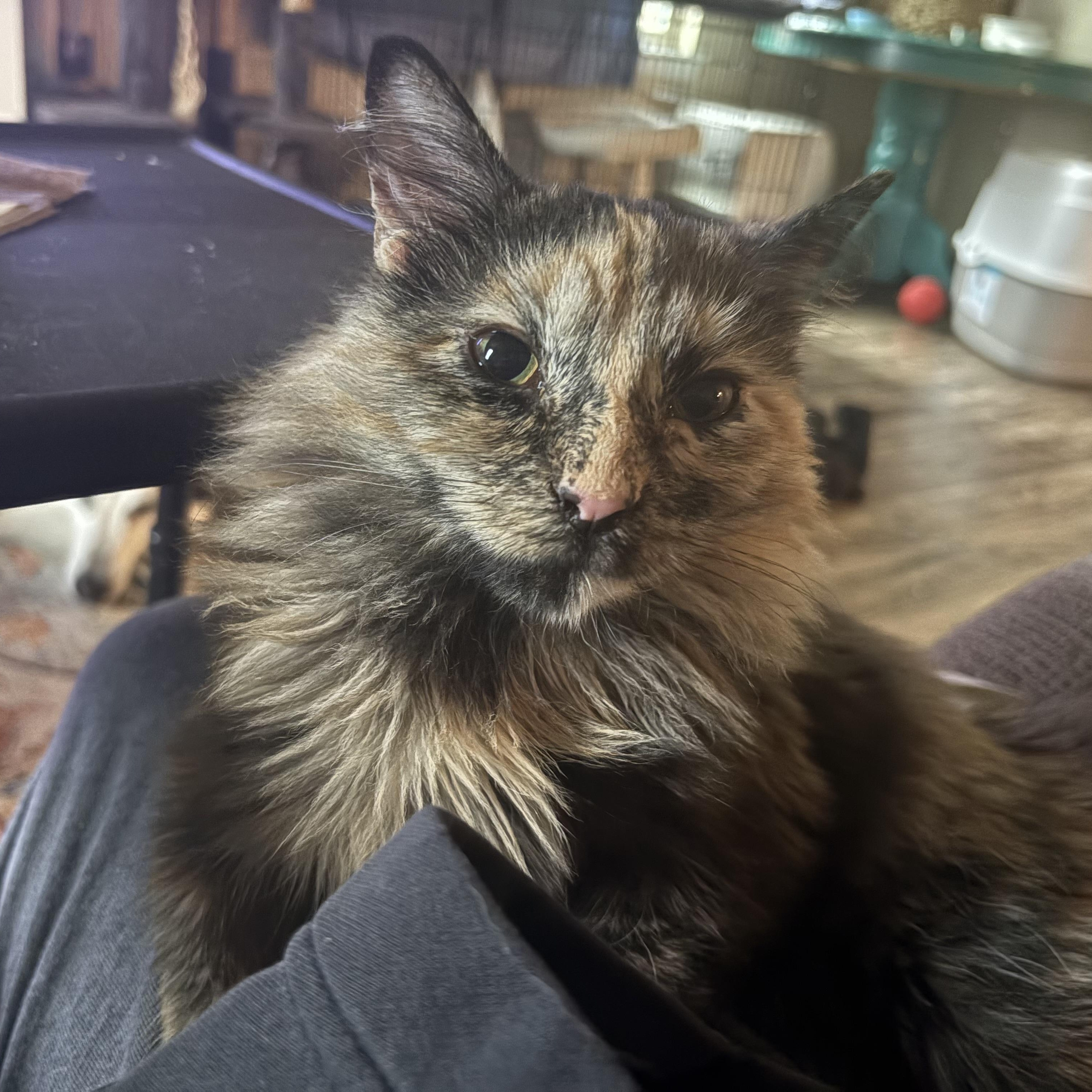 Juniper, an adopted Domestic Long Hair in Colcord, OK image 1/6