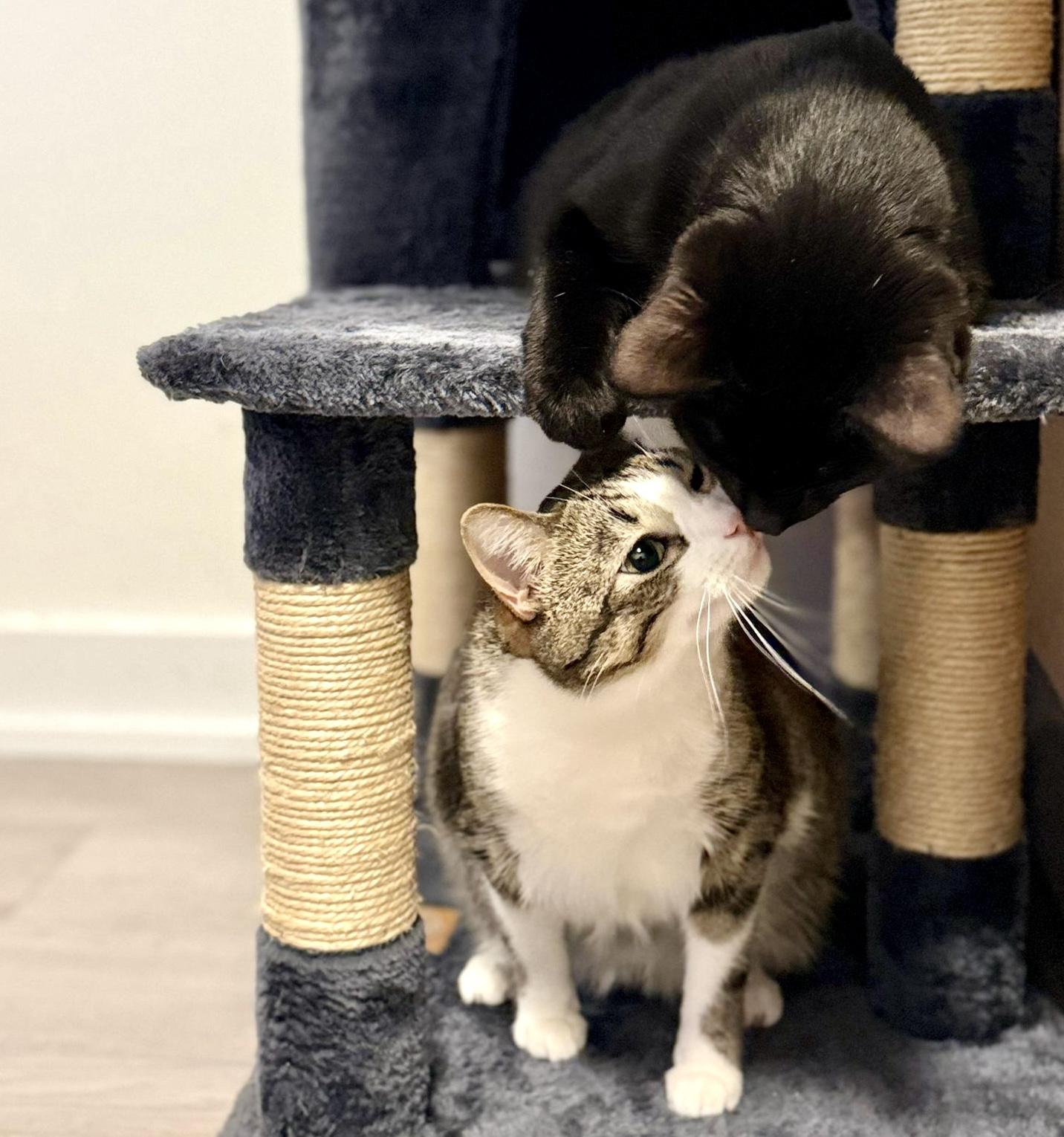 Monkey *special needs (bonded with Mellow)