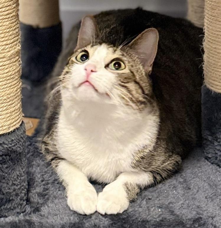 Monkey *special needs (bonded with Mellow) — thumbnail 2