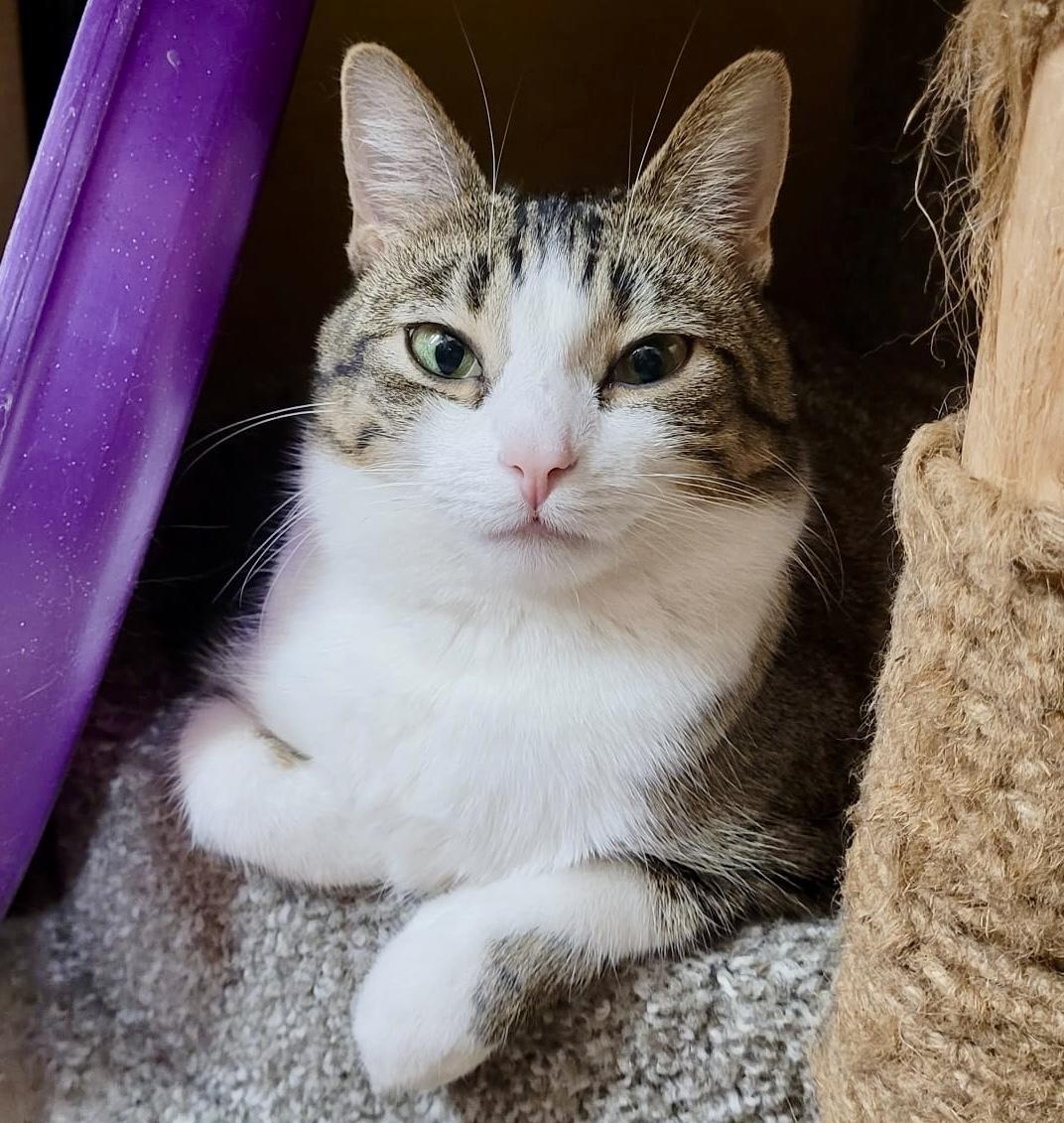 Enlarge Monkey *special needs (bonded with Mellow), a Adoptable mixed breed in Toronto, ON image 2/6