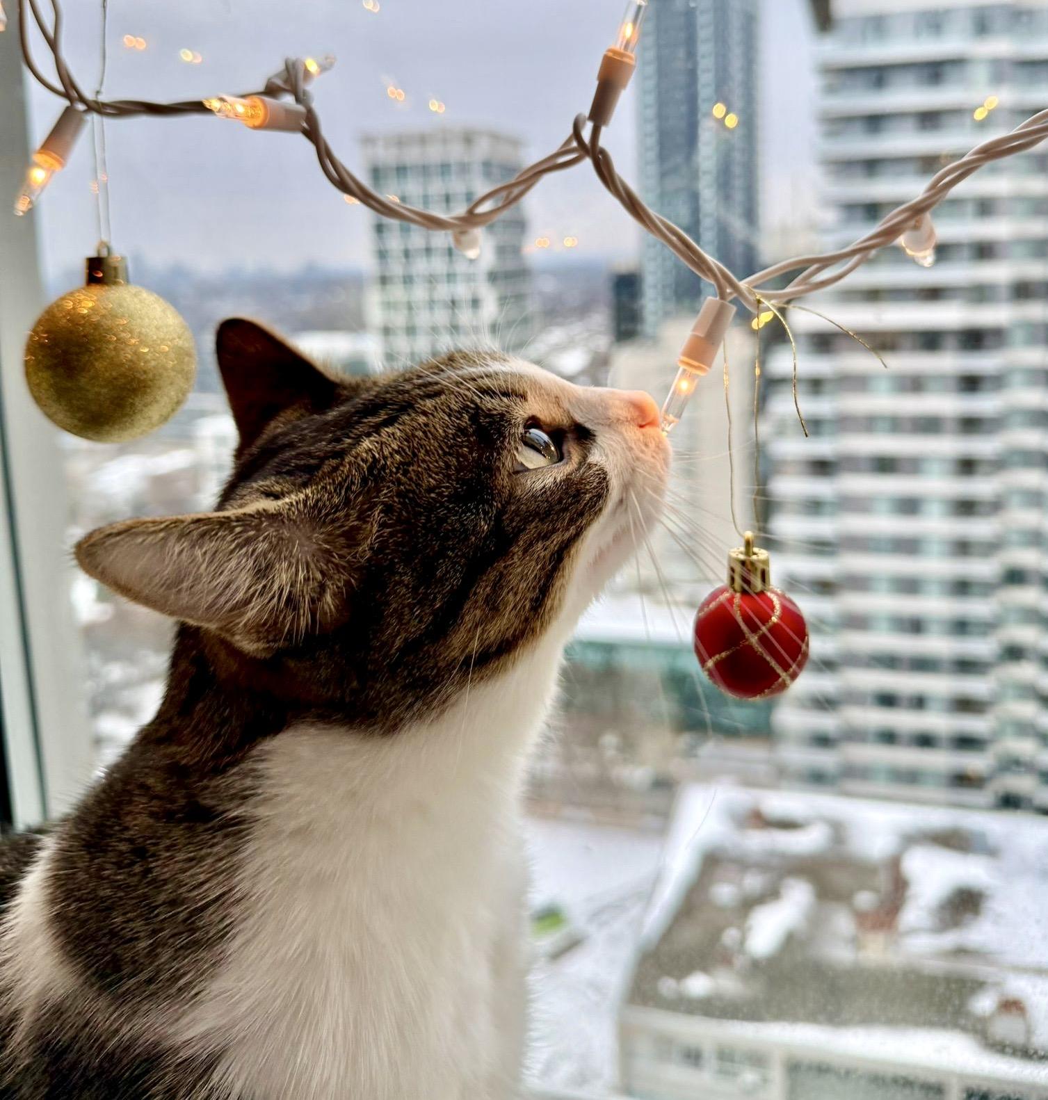 Monkey *special needs (bonded with Mellow), a Adoptable mixed breed in Toronto, ON image 1/6