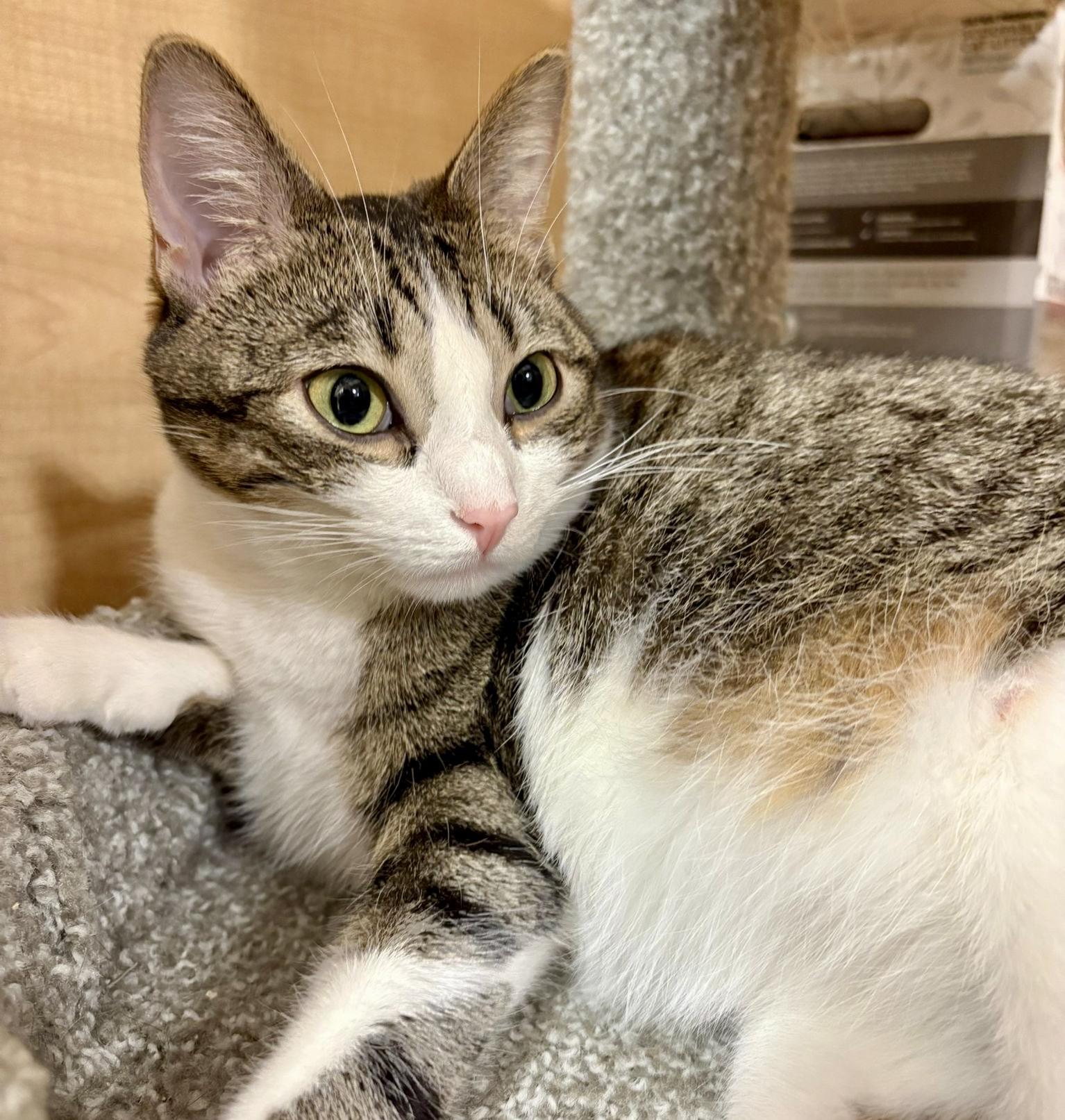 Monkey *special needs (bonded with Mellow), Adoptable, Young Female Tabby & Domestic Short Hair.