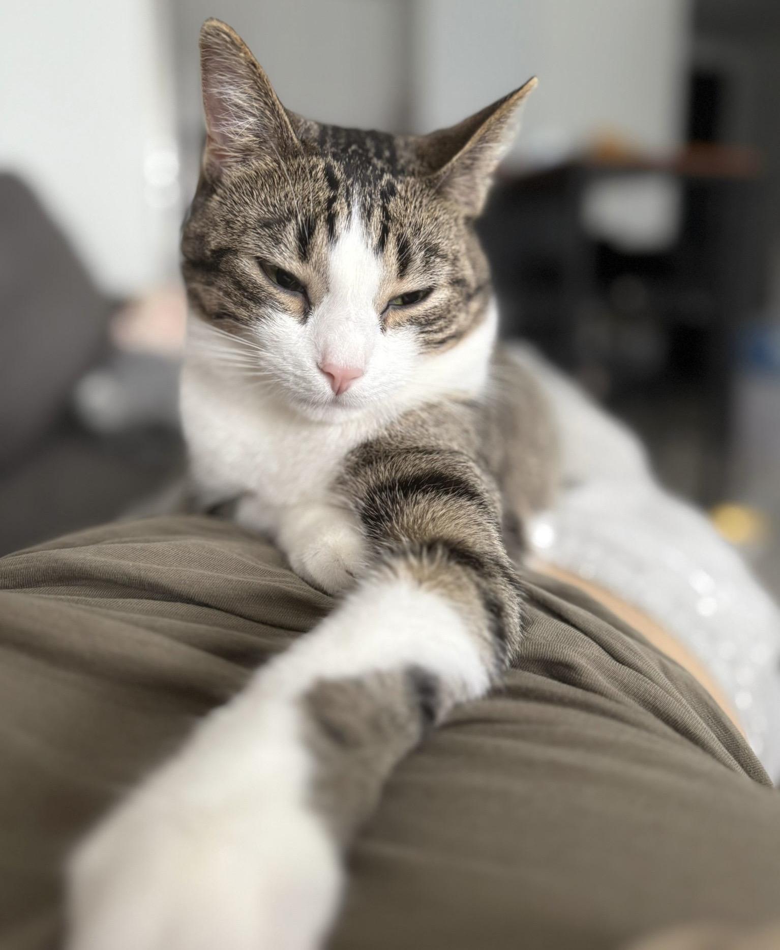 Monkey *special needs (bonded with Mellow), Adoptable, Young Female Tabby & Domestic Short Hair.