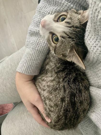 Monkey *special needs (bonded with Mellow), a Adoptable mixed breed in Toronto, ON image 5/6