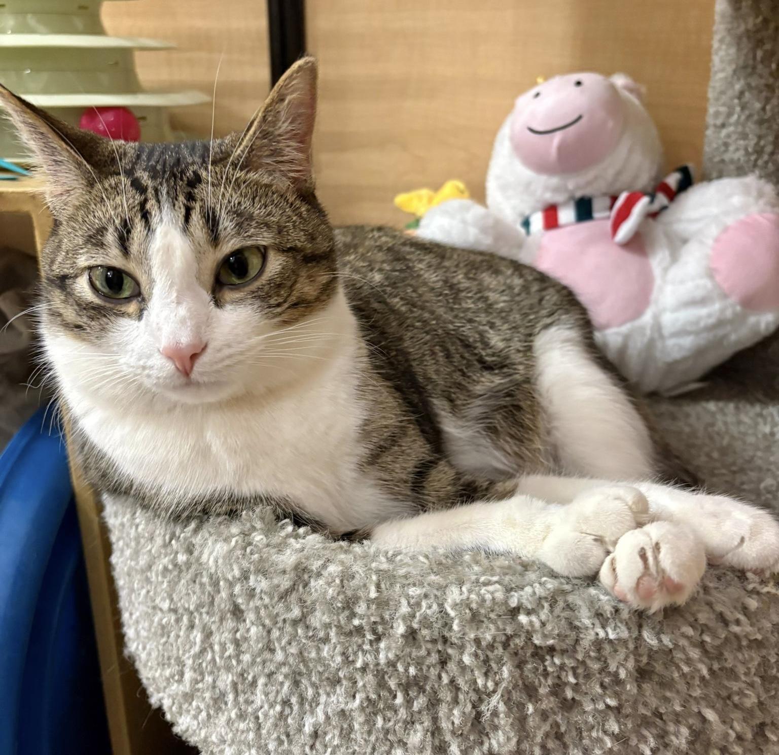 Monkey *special needs (bonded with Mellow), a Adoptable mixed breed in Brampton, ON image 2/6