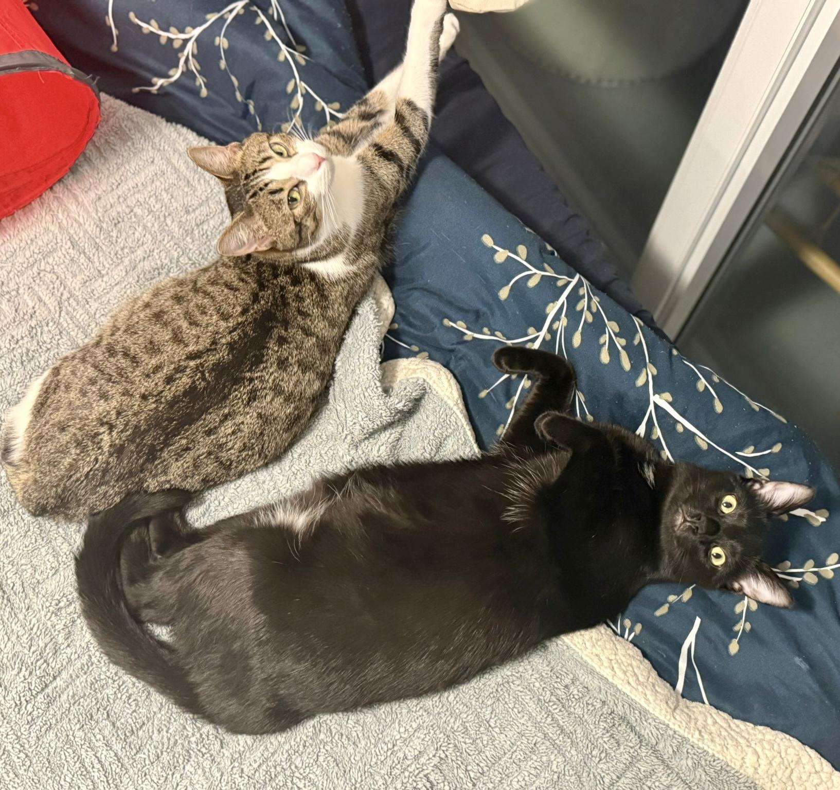 Monkey *special needs (bonded with Mellow), a Adoptable mixed breed in Toronto, ON image 4/6