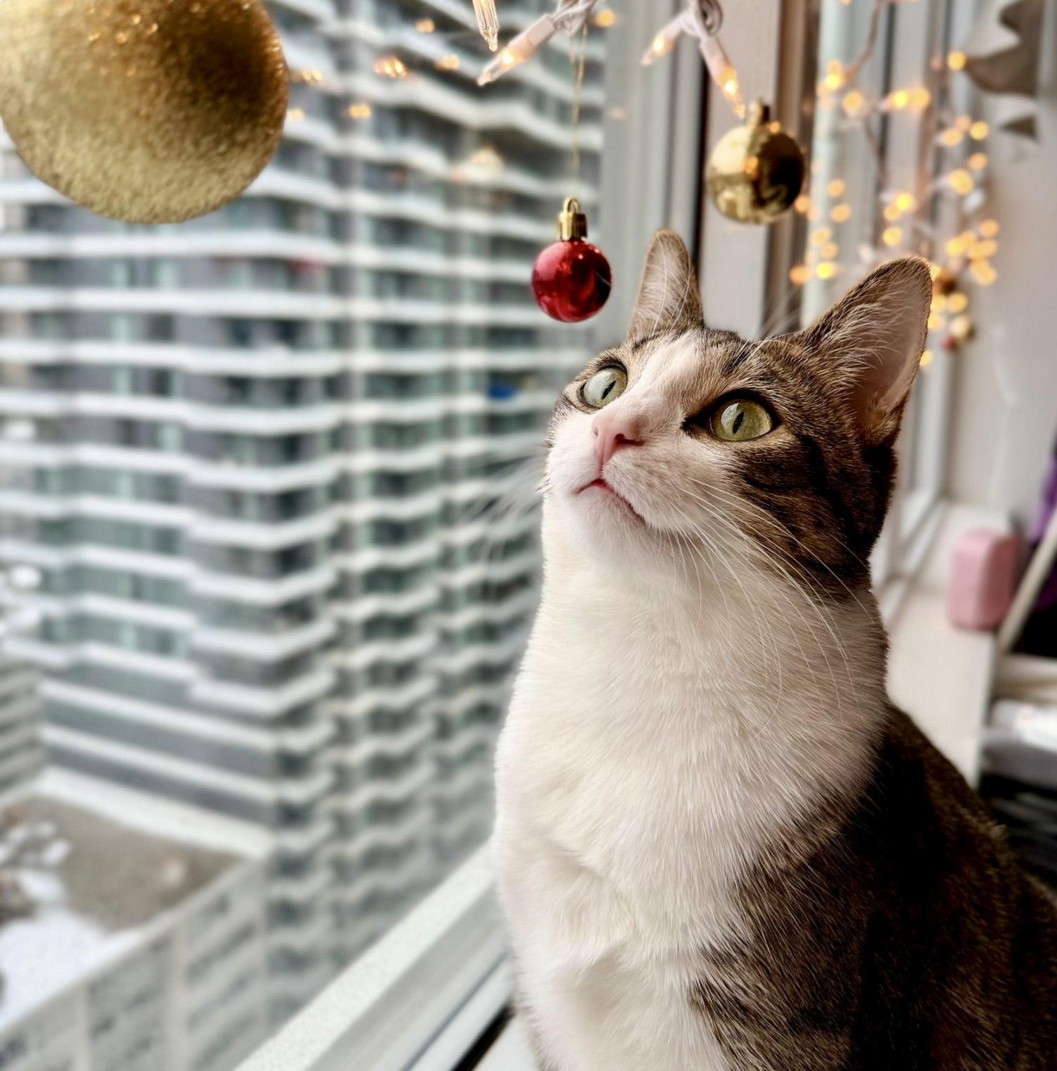 Monkey *special needs (bonded with Mellow), Adoptable, Young Female Tabby & Domestic Short Hair.