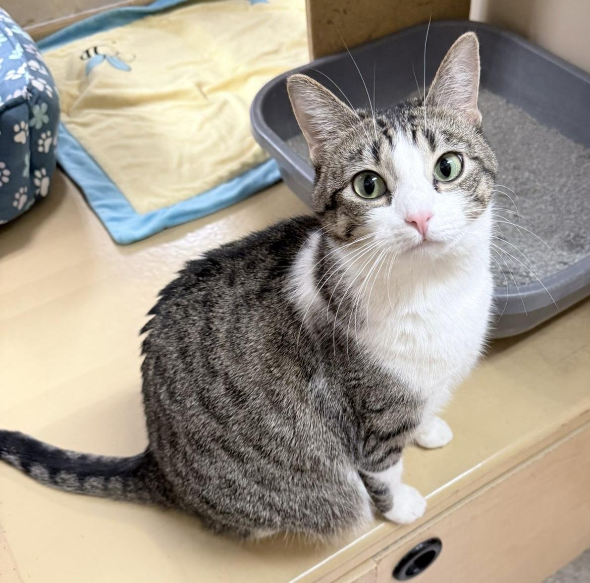 Monkey *special needs (bonded with Mellow), a Adoptable mixed breed in Brampton, ON image 1/6