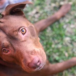 BoBo, Adoptable, Adult Male Mixed Breed.